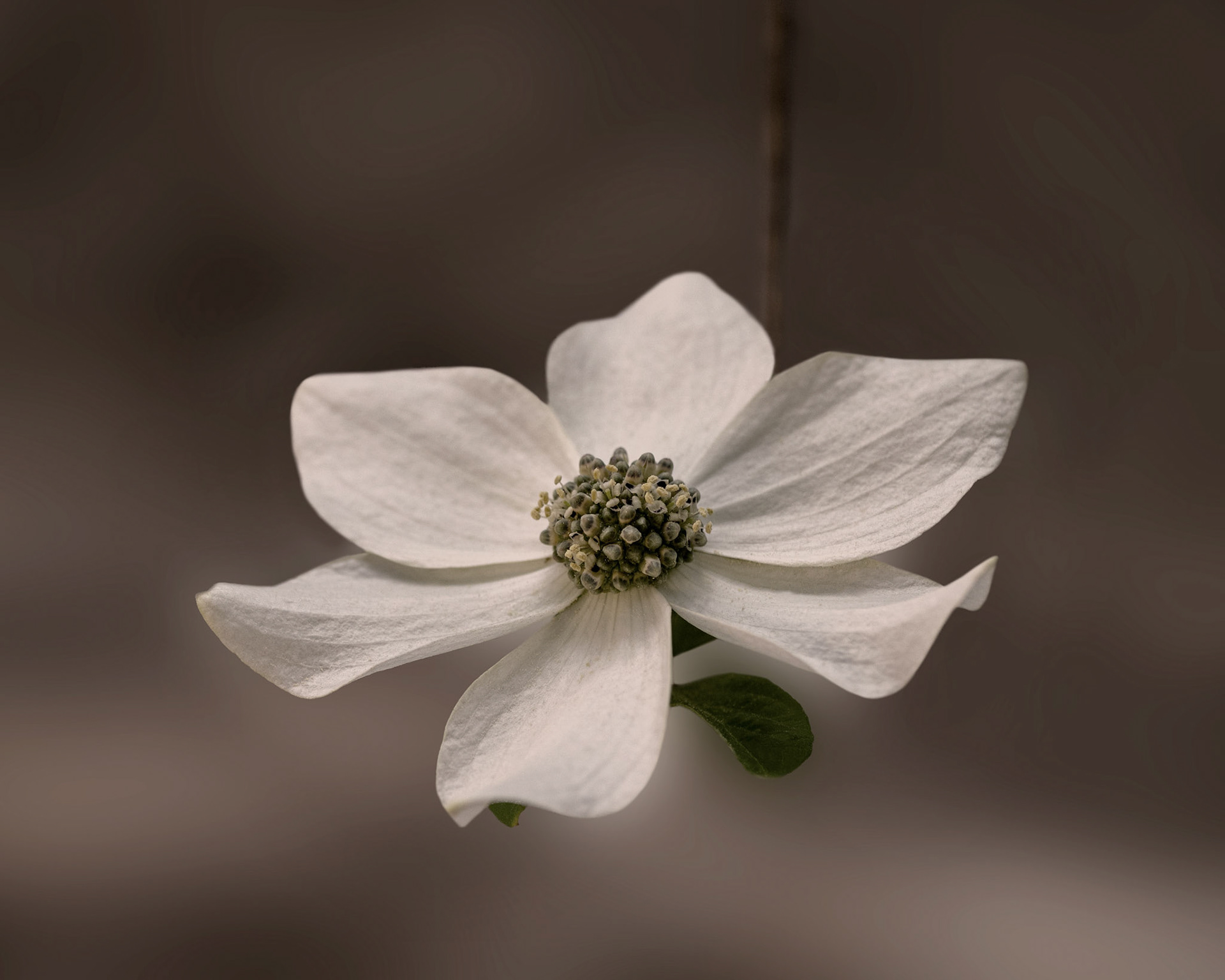 Six Petals, Calaveras, 2021