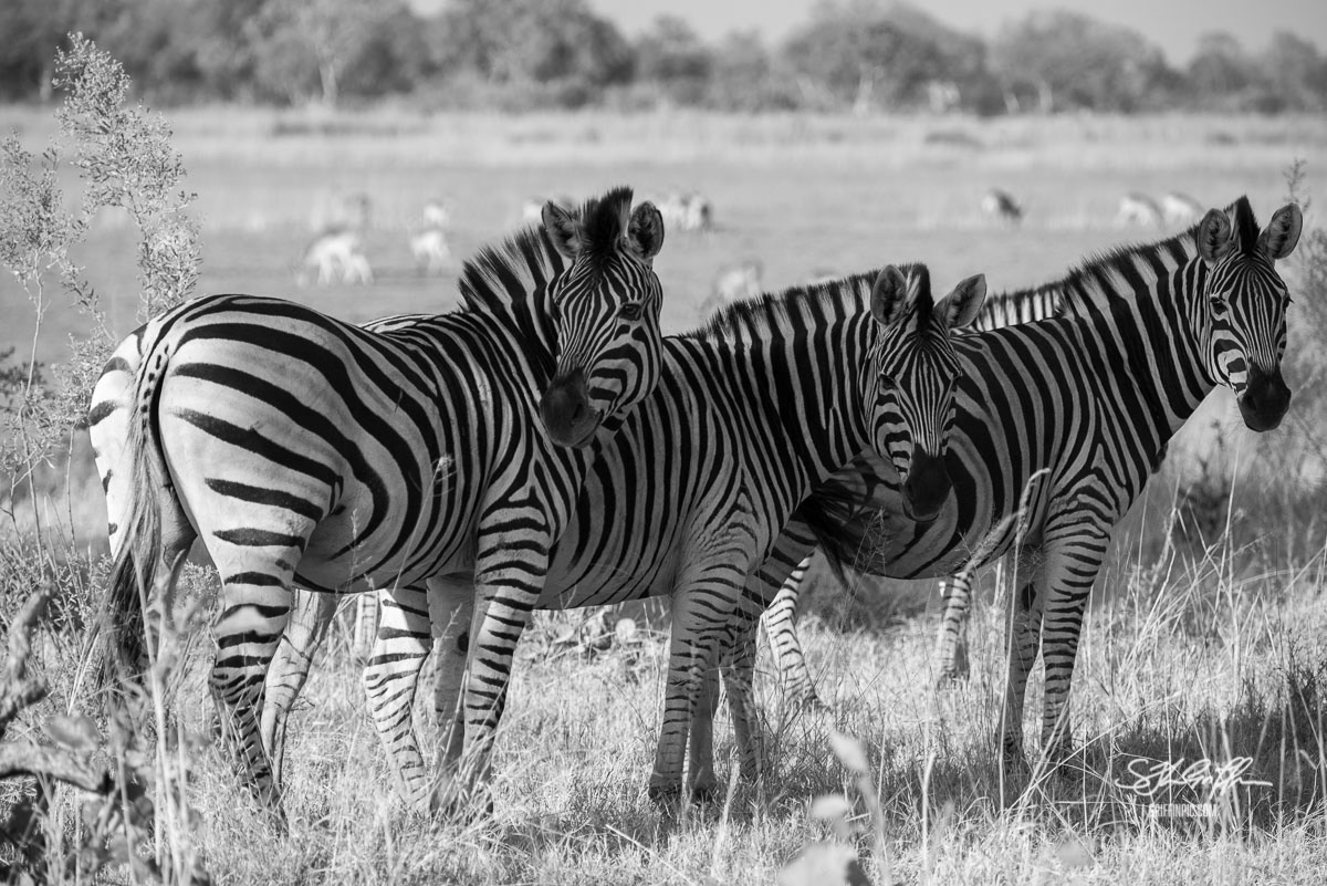 Three zebras black and white