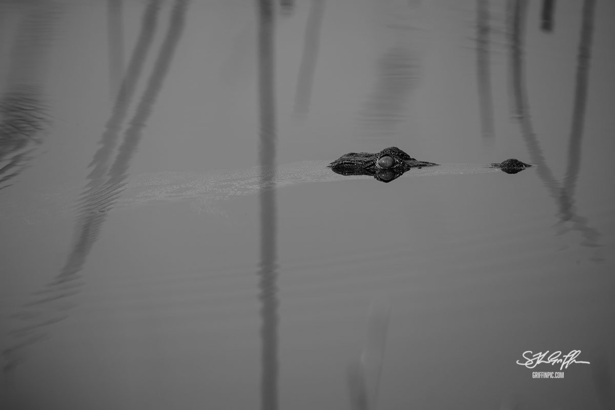 Crocodile submerged black and white