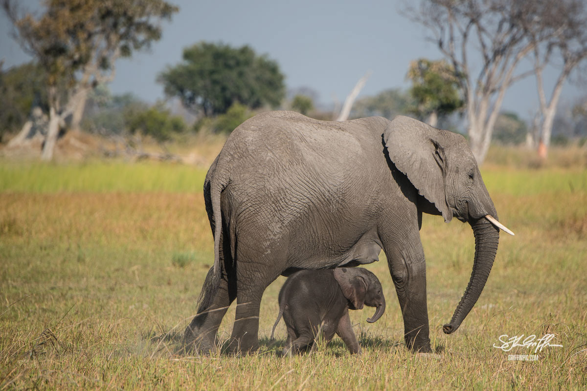 Elephant and calf