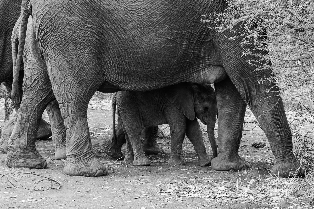 Elephant calf under mother in black and white