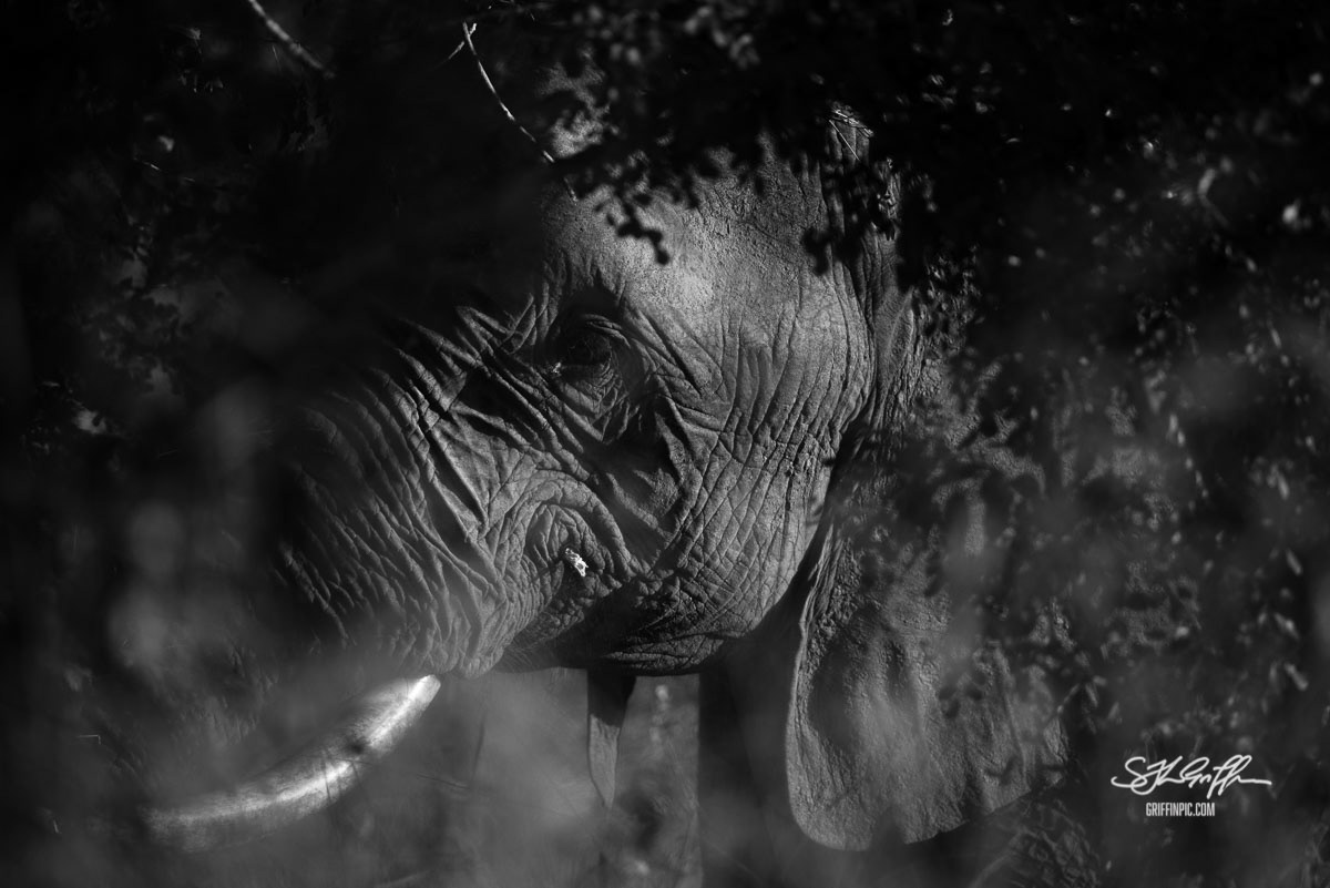 Elephant glimpsed through the trees