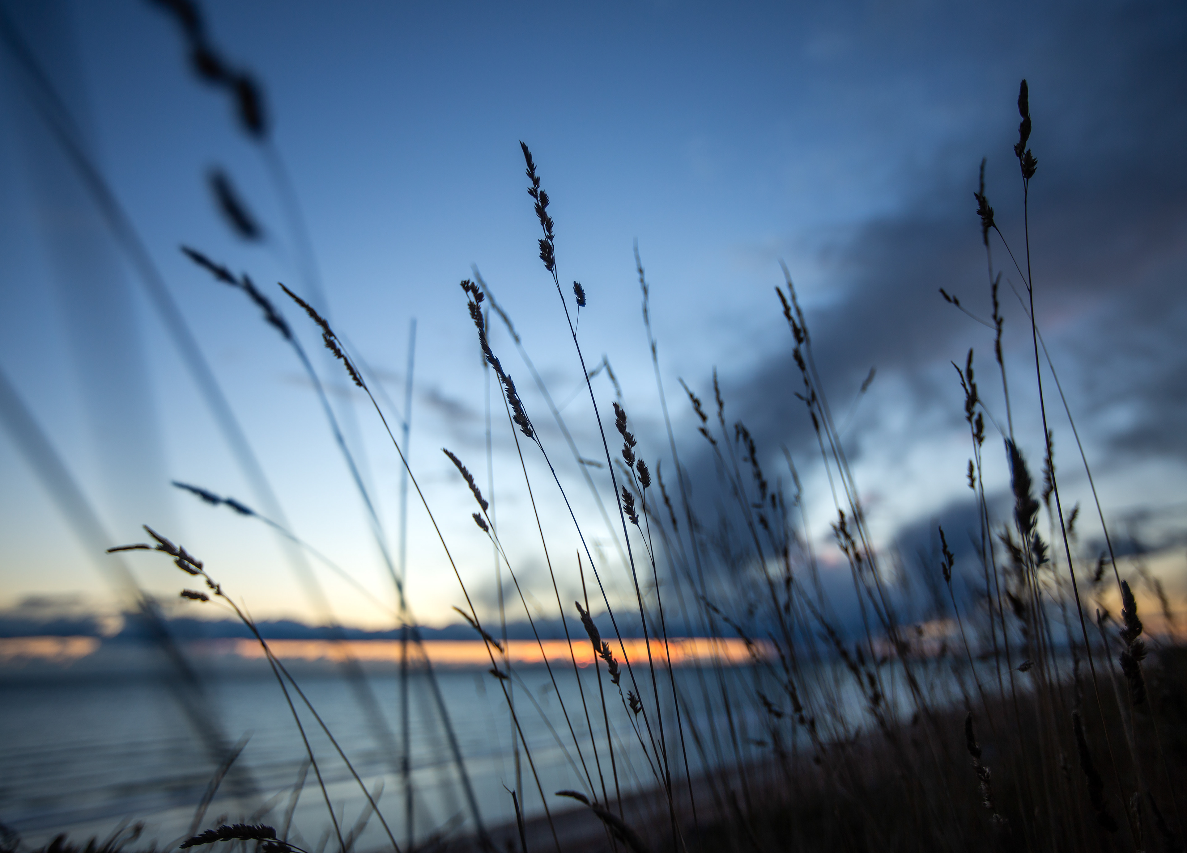 Reeds at Sunset