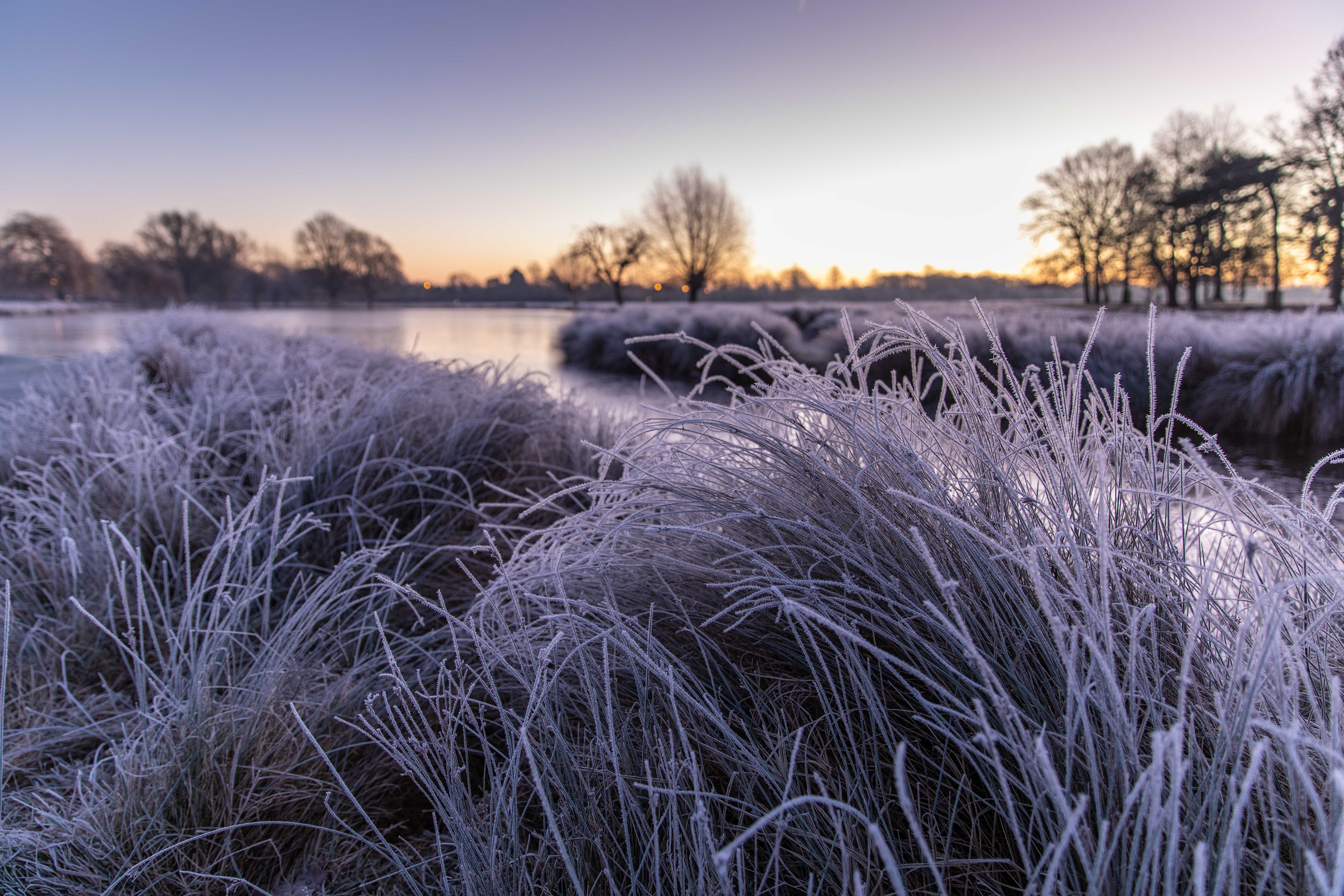 Bushy Park 6