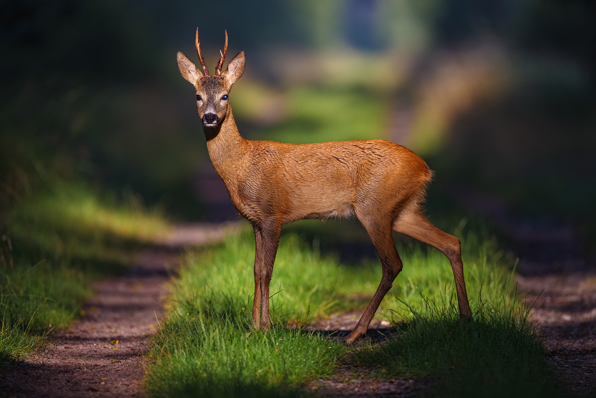Marco Schütte Fotografie Rehwild
