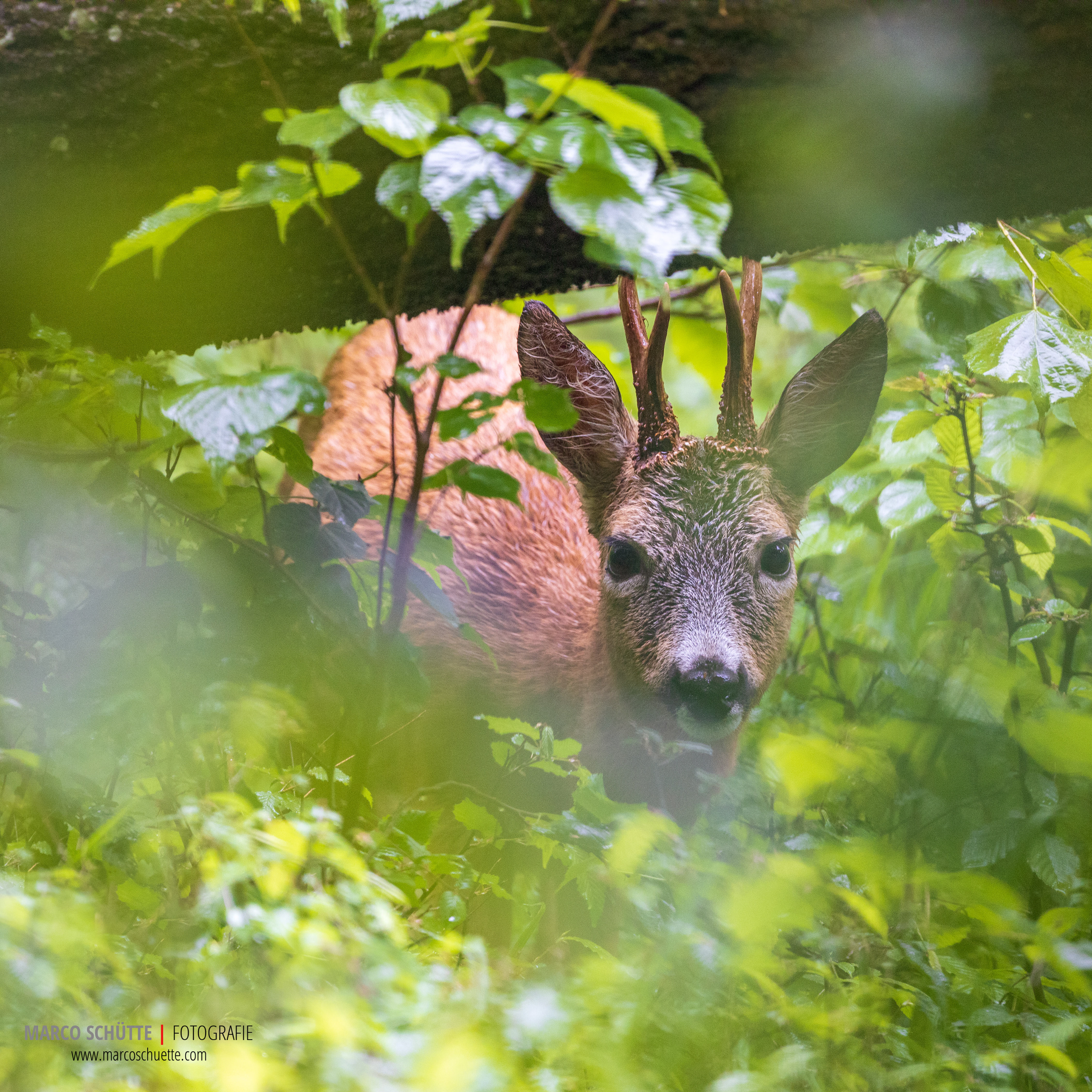 Bock im Löwental.