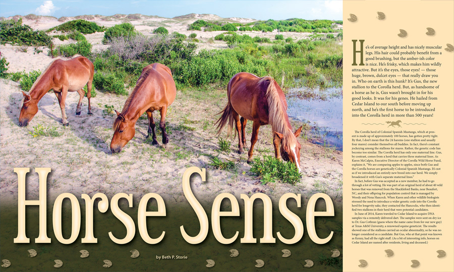 Magazine page design: Horse Sense