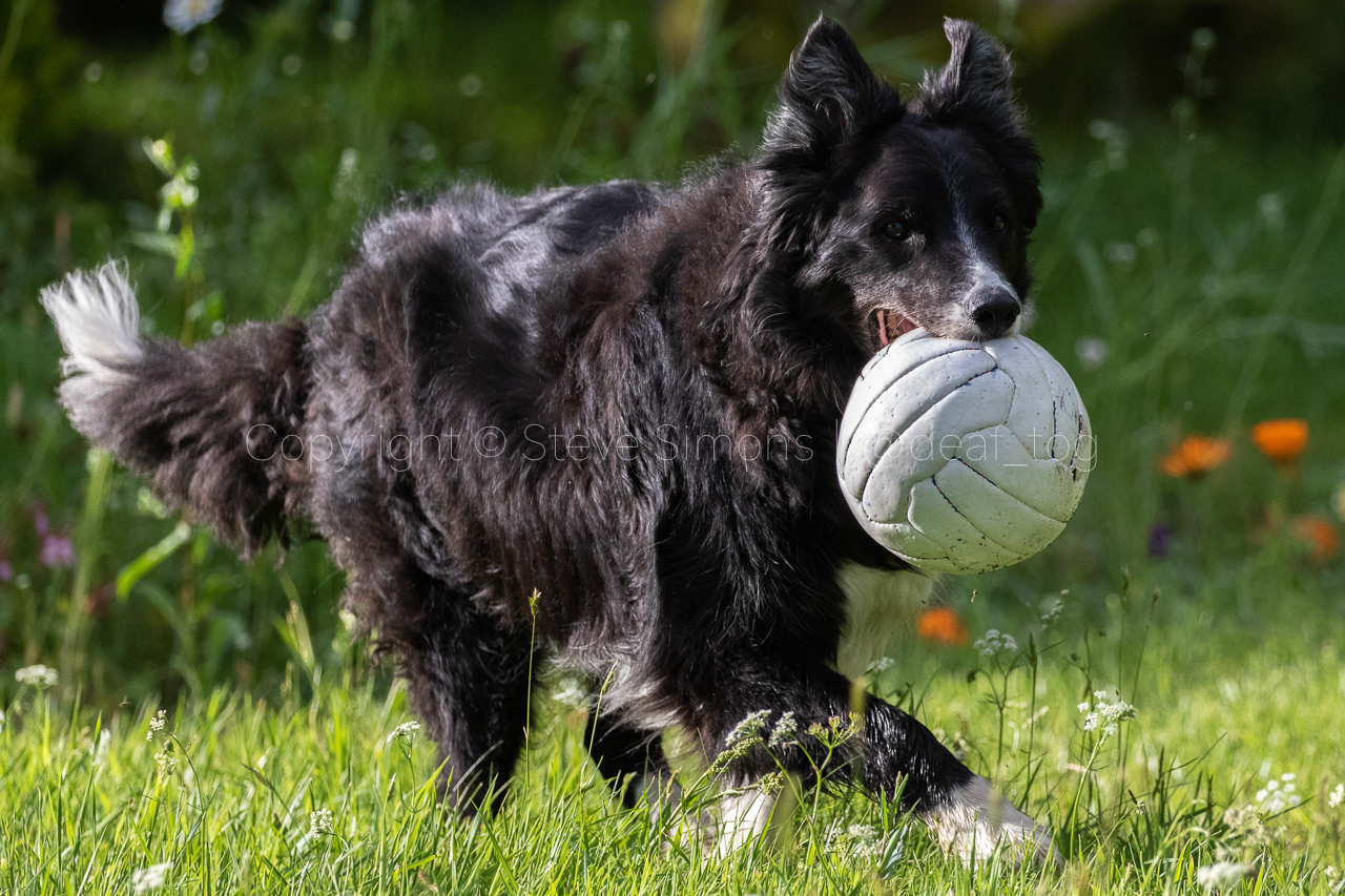 Border collie Chip with his football in the grass
