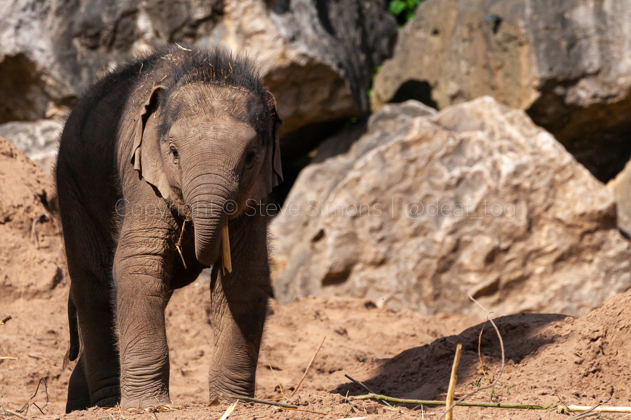The youngest baby to date - Nayan - plays in the May day sunshine at Chester Zoo, England UK