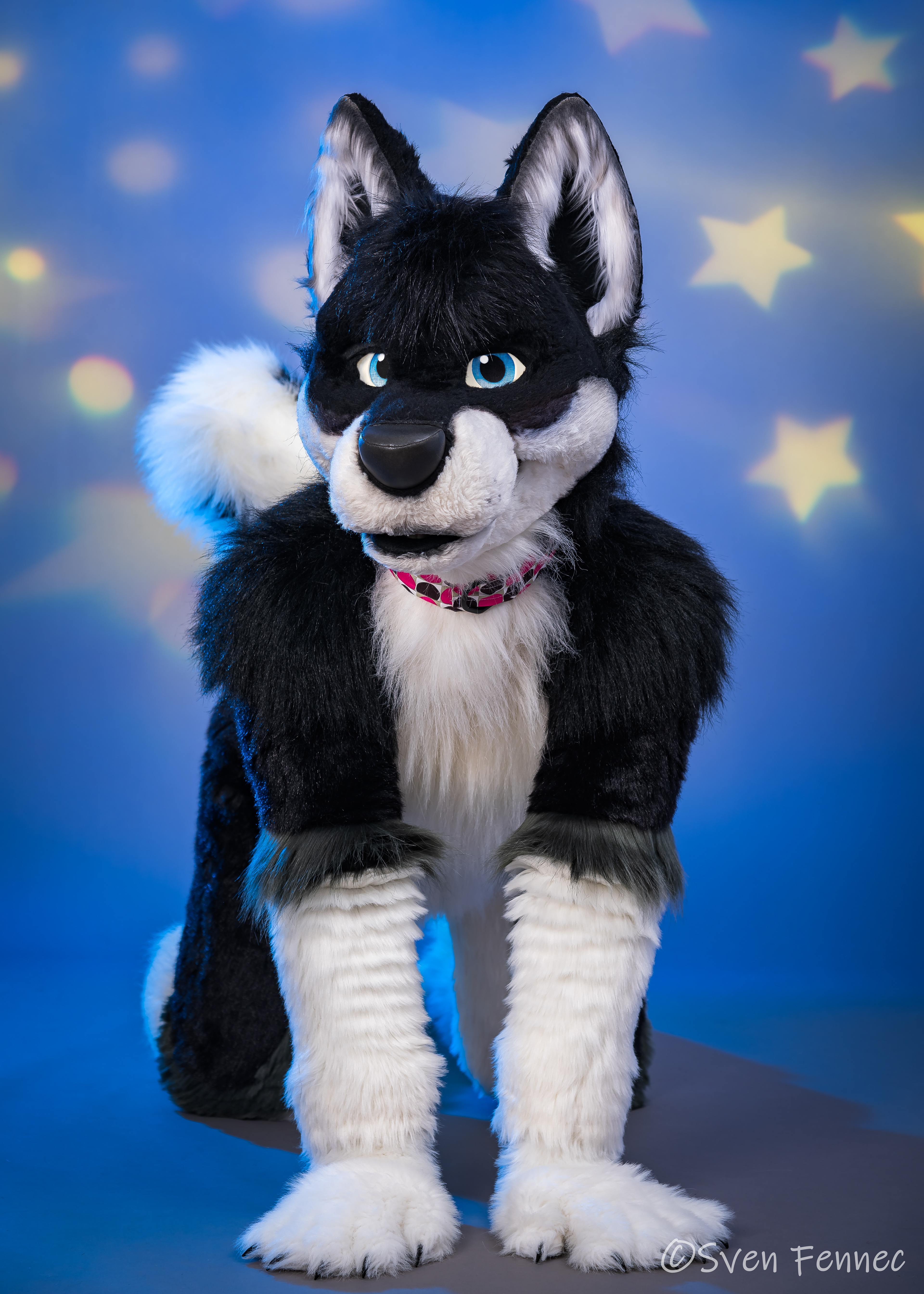 Sven Fennec Photography - 2018-2020 Studio Fursuit Portraits