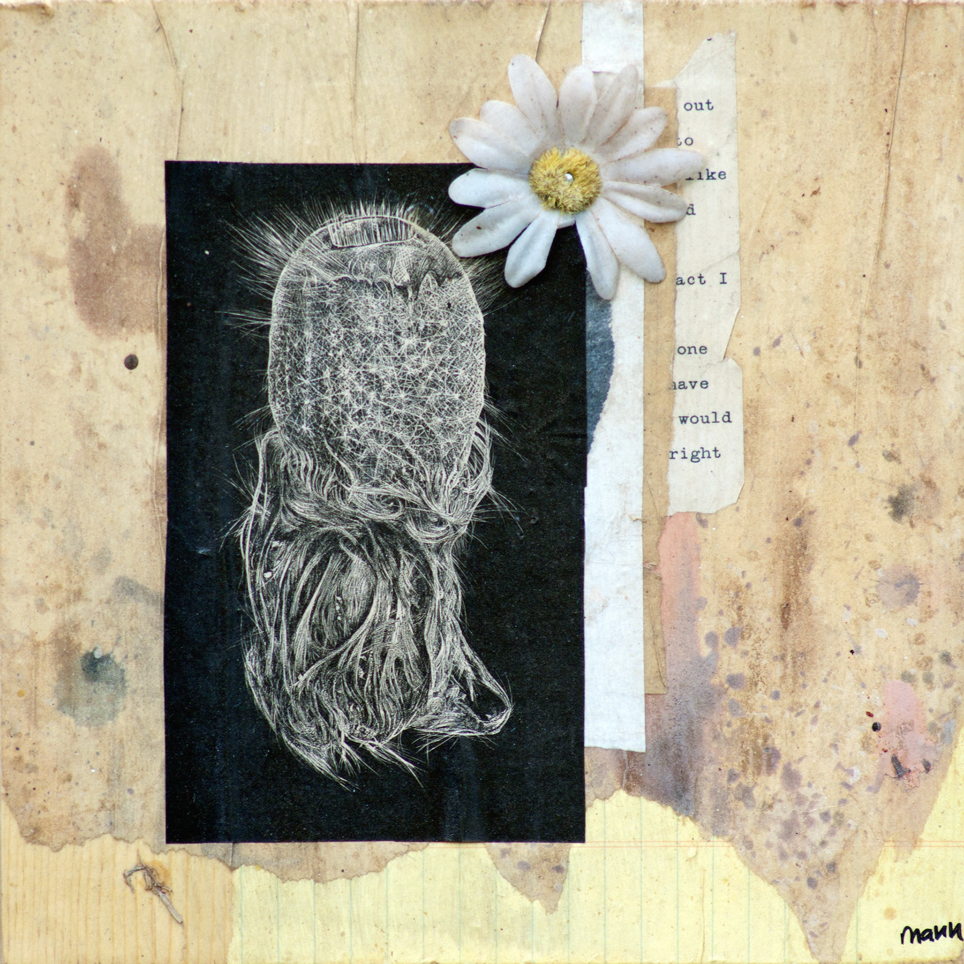 Porifera