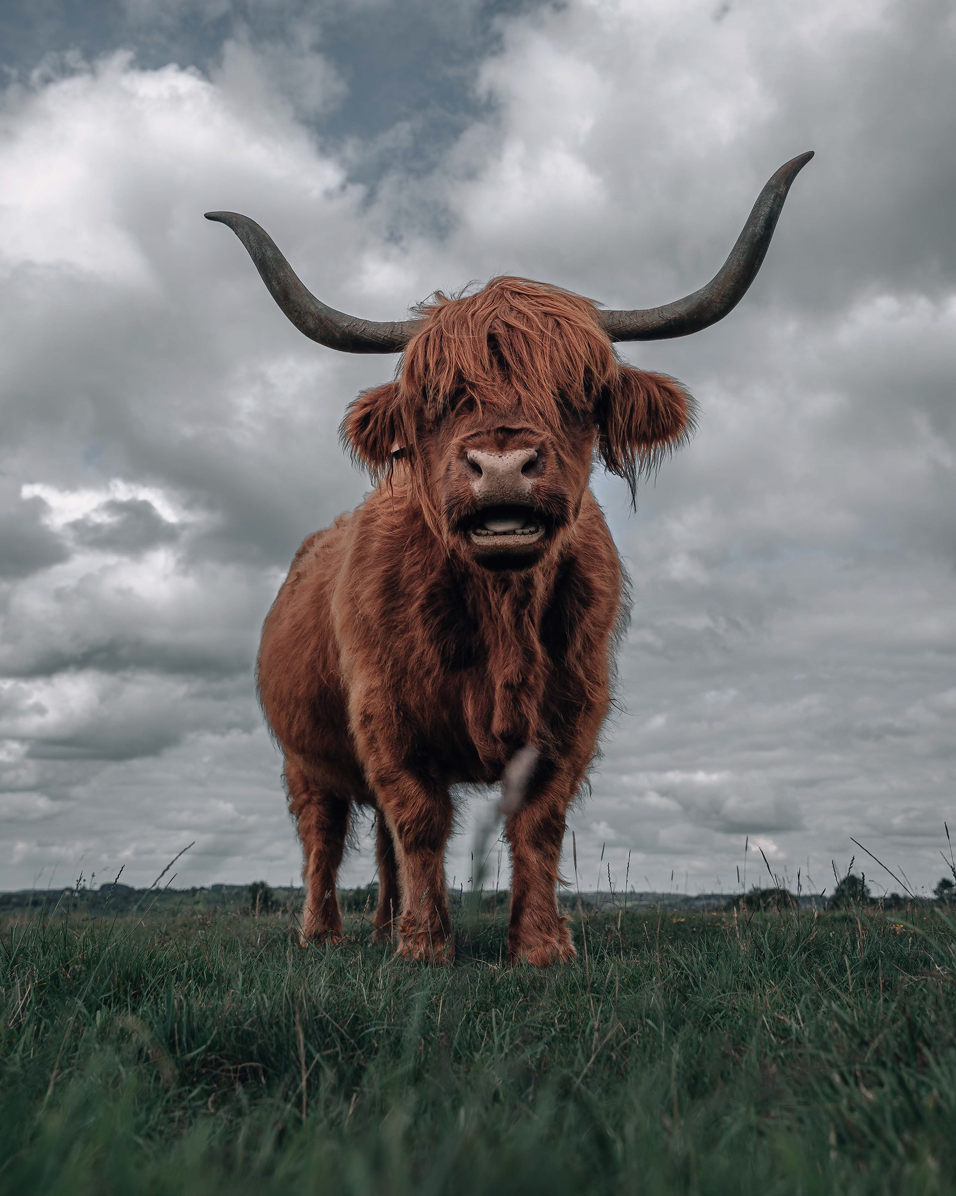 Highland Cow