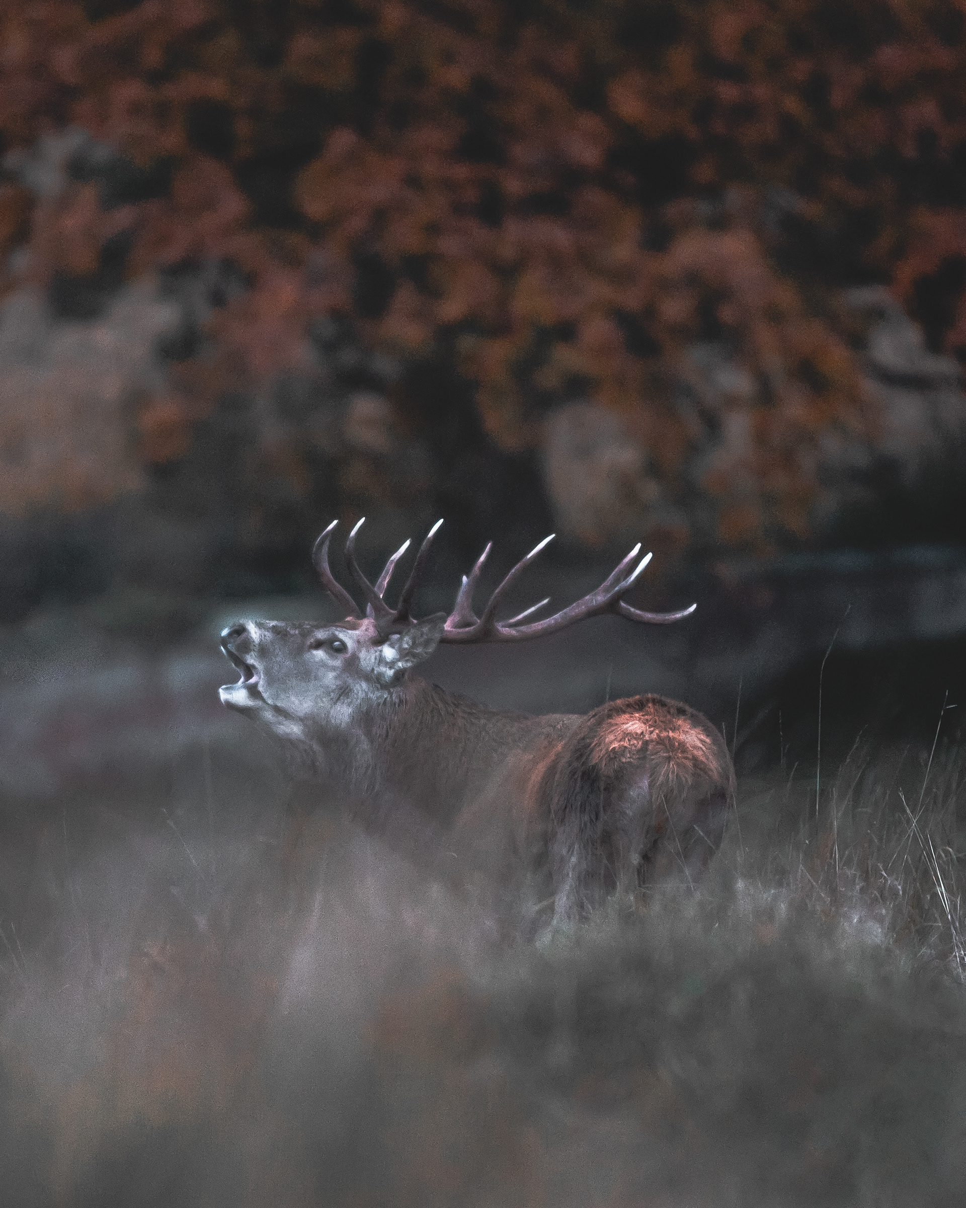 Berkeley Deer Park Stag
