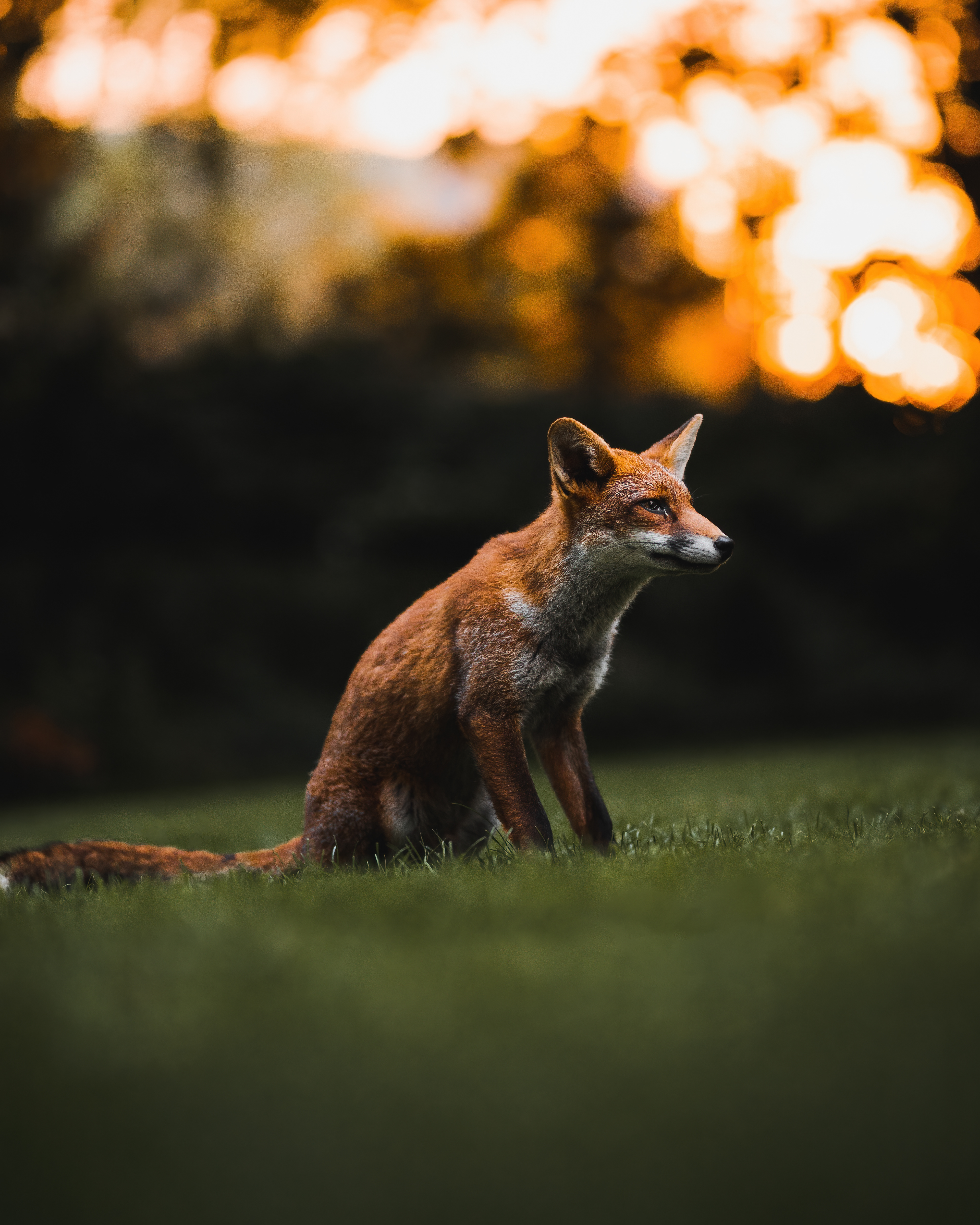 Fox at sunset