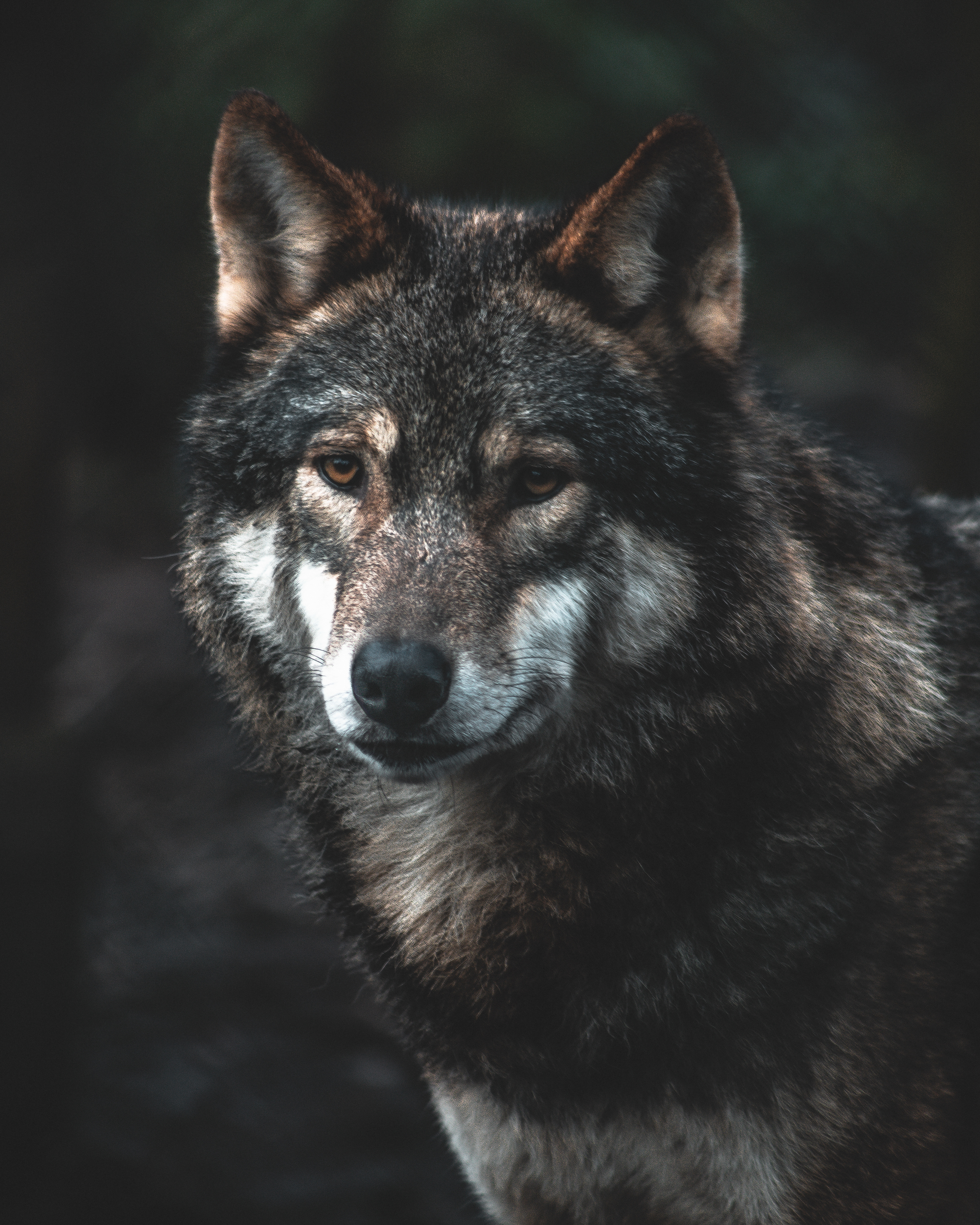 wild place project - European wolf