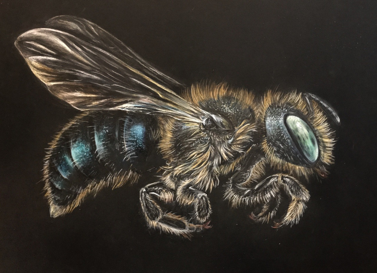 Kelly Stanford - Science Communicator and Artist - Hyper realistic ...