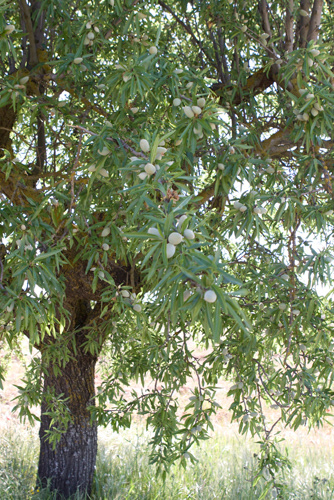 almonds, Casas Ibanez, Spain