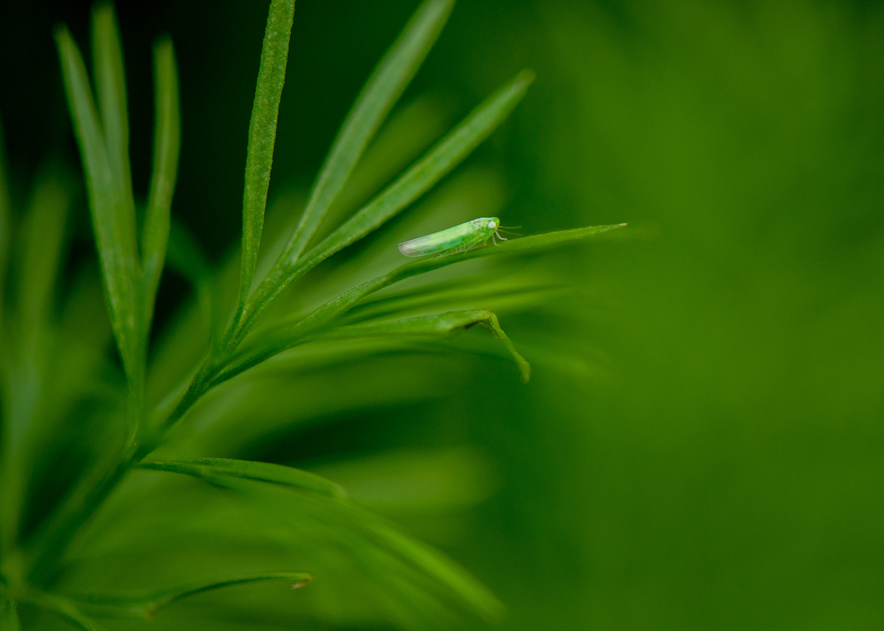 Empoasca est un genre d'insectes de l'ordre des hémiptères (les hémiptères sont caractérisés par leurs deux paires d'ailes dont l'une, en partie cornée, est transformée en hémiélytre), de la famille des Cicadellidae.