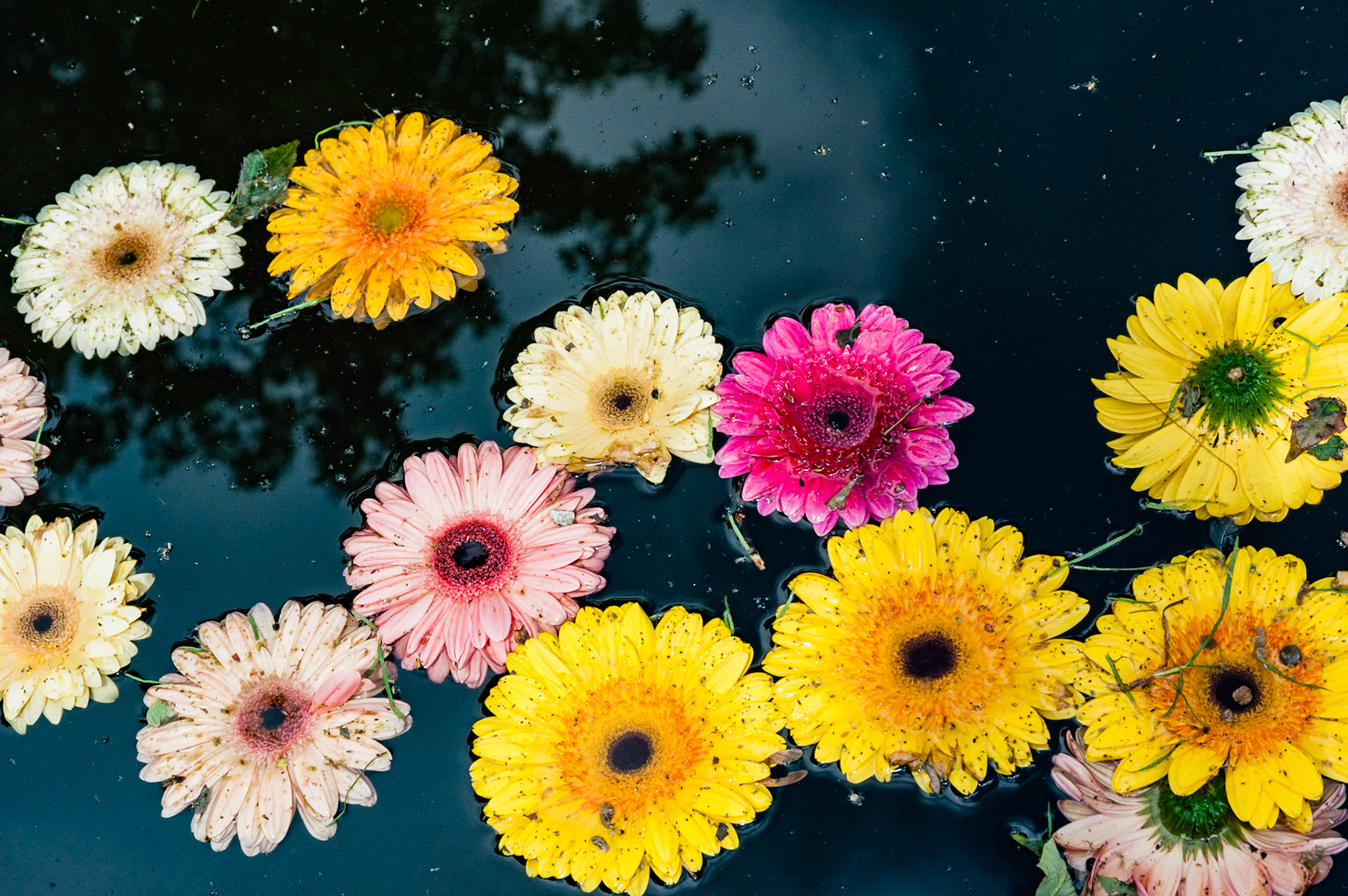 Flores en agua negra