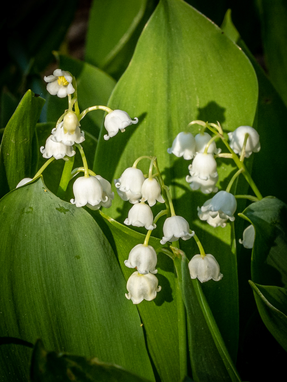 lily-of-the-valley