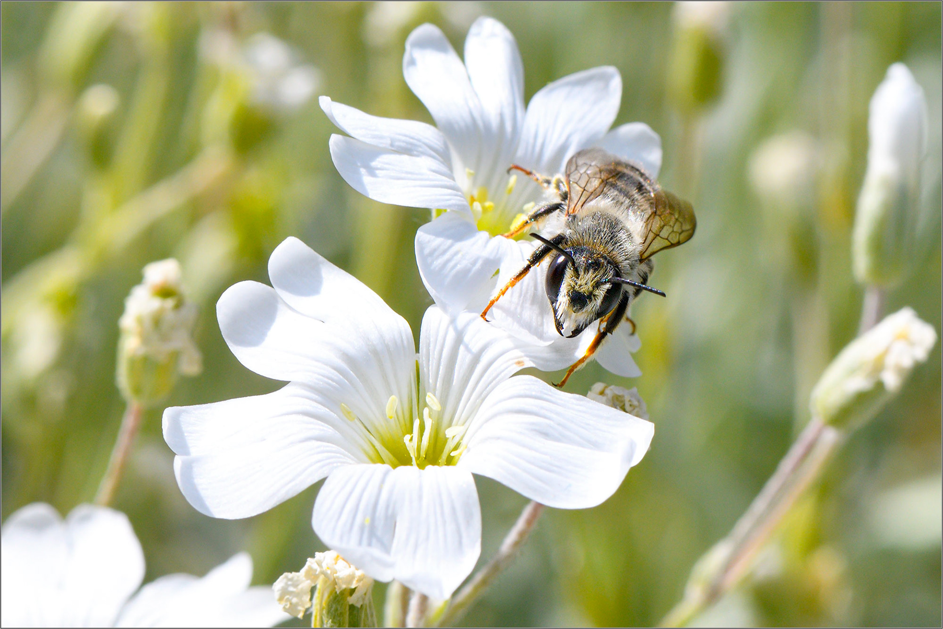 Hug A Bug! - Large Format Print - Limited Edition - Steffen Freiling