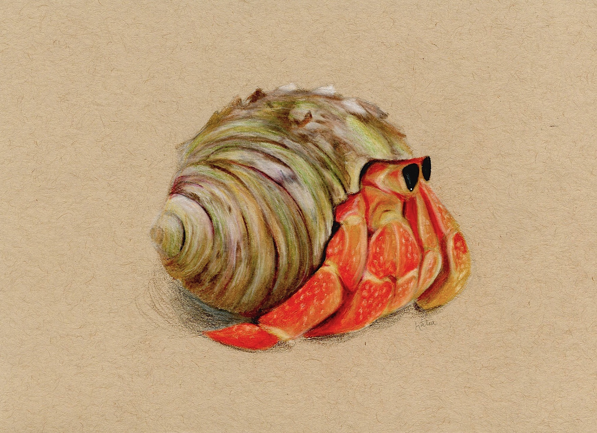 Hermit, Pencil Crayon on Toned Paper
