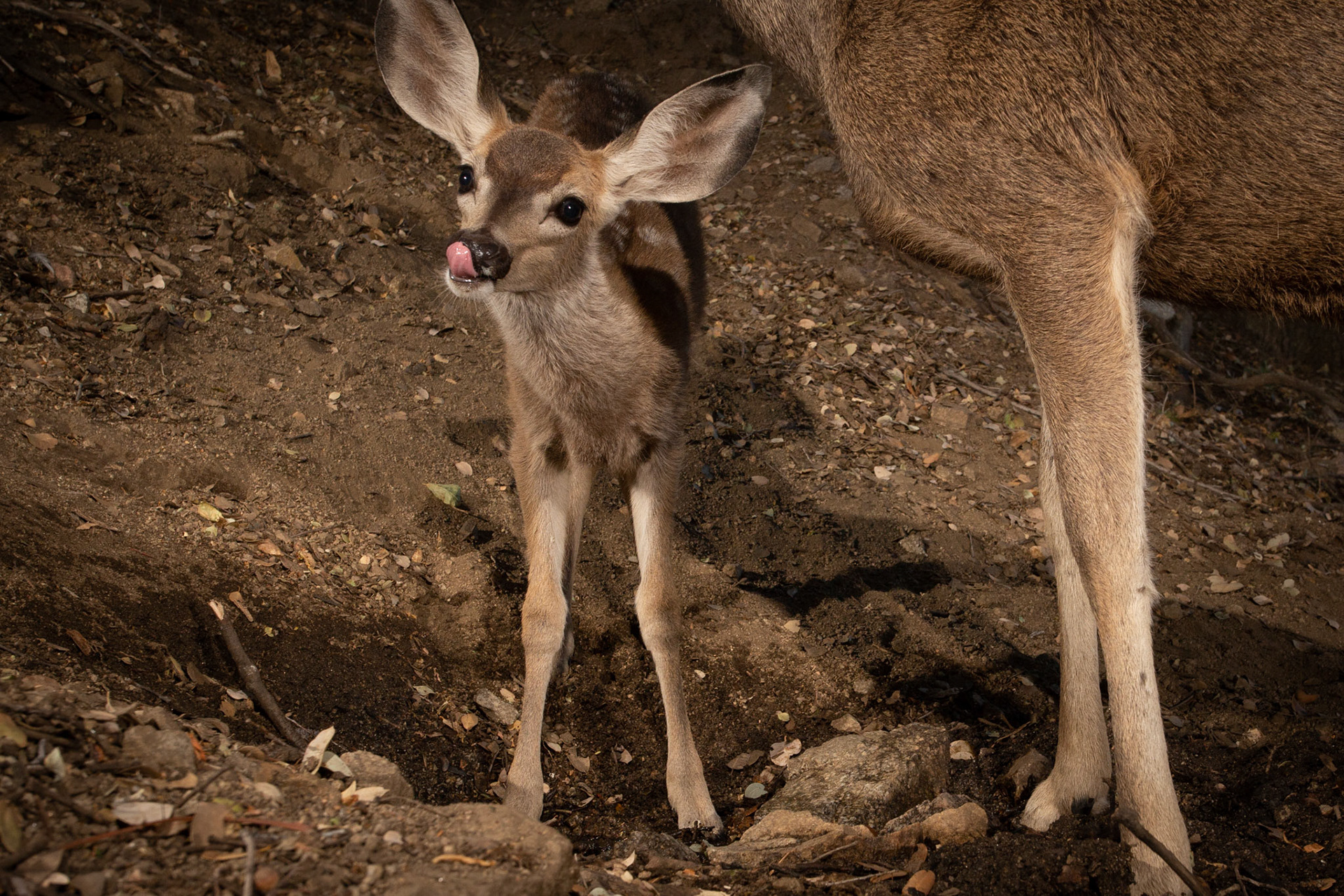 Doe and fawn, Antelope Valley, CA. Cognisys Scout trigger.