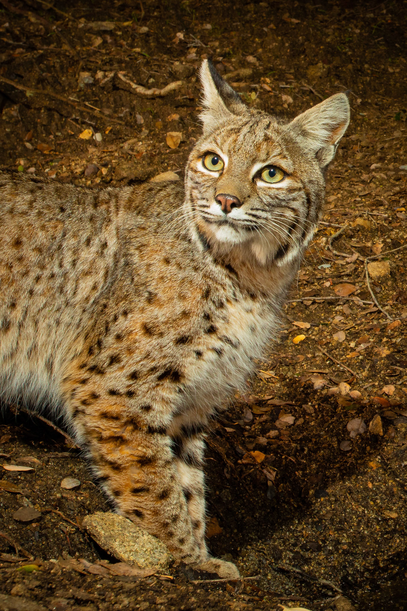 Bobcat portrait - Cognisys Scout