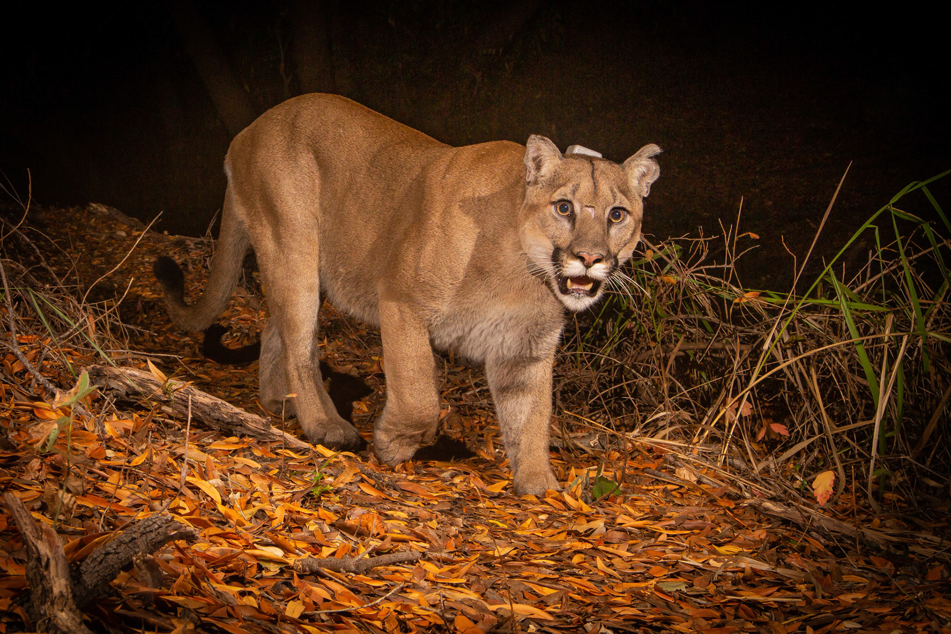 Roy Dunn - Camera Trapping Mountain Lions