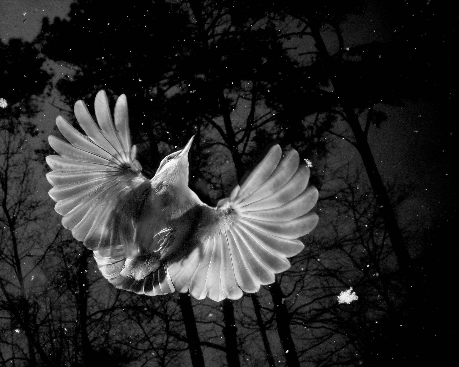 Carolina Wren in Snow at Dusk. High speed flash and ambient.
