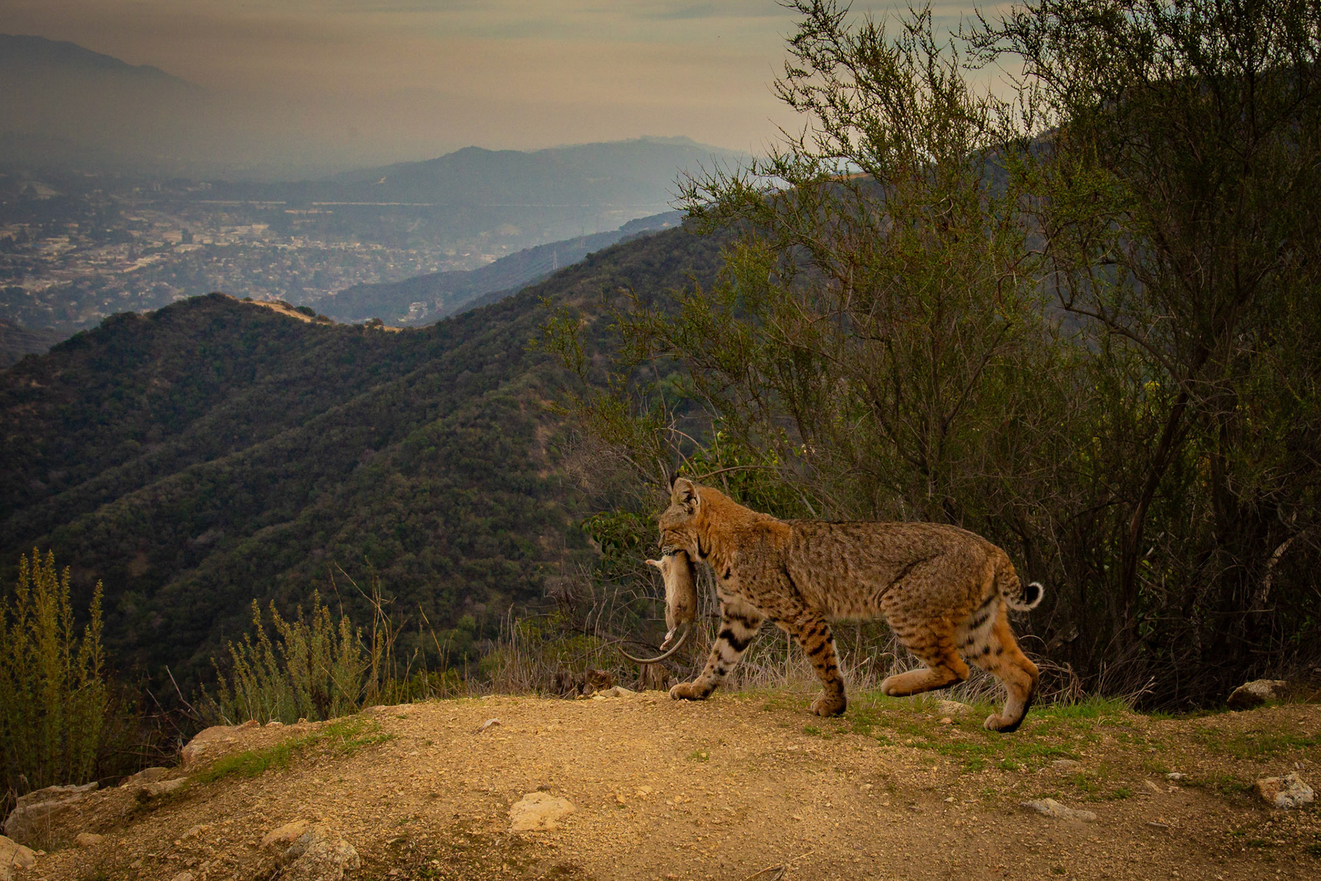 Bobcat with prey, daytime. Glendale, CA.