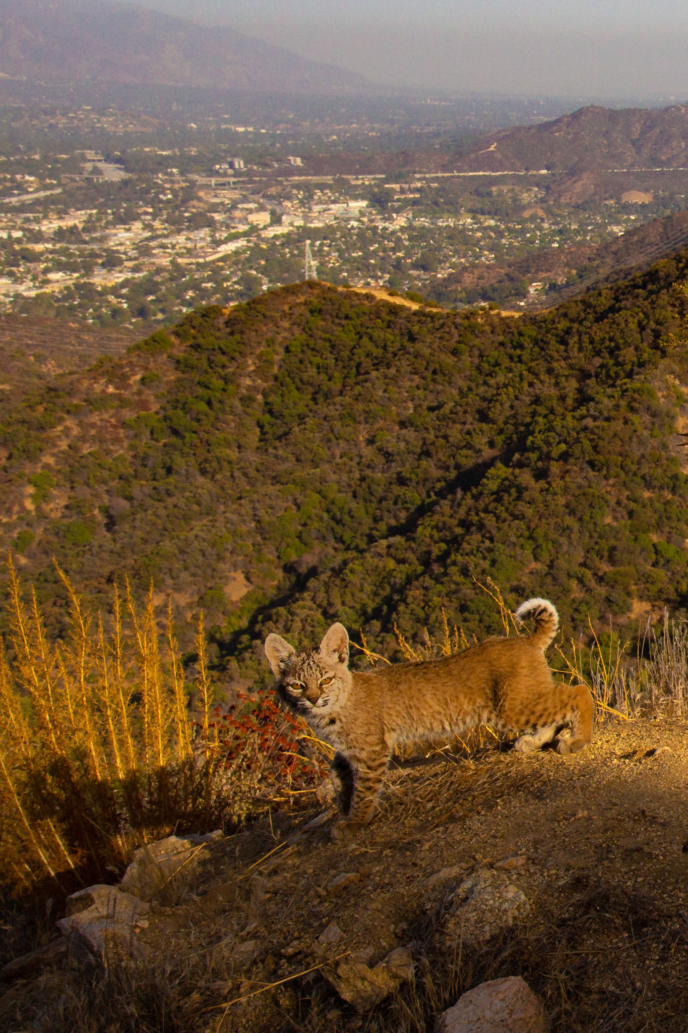 Bobcat kitten. Evening. Glendale, Los Angeles, CA. Cognisys Scout trigger.