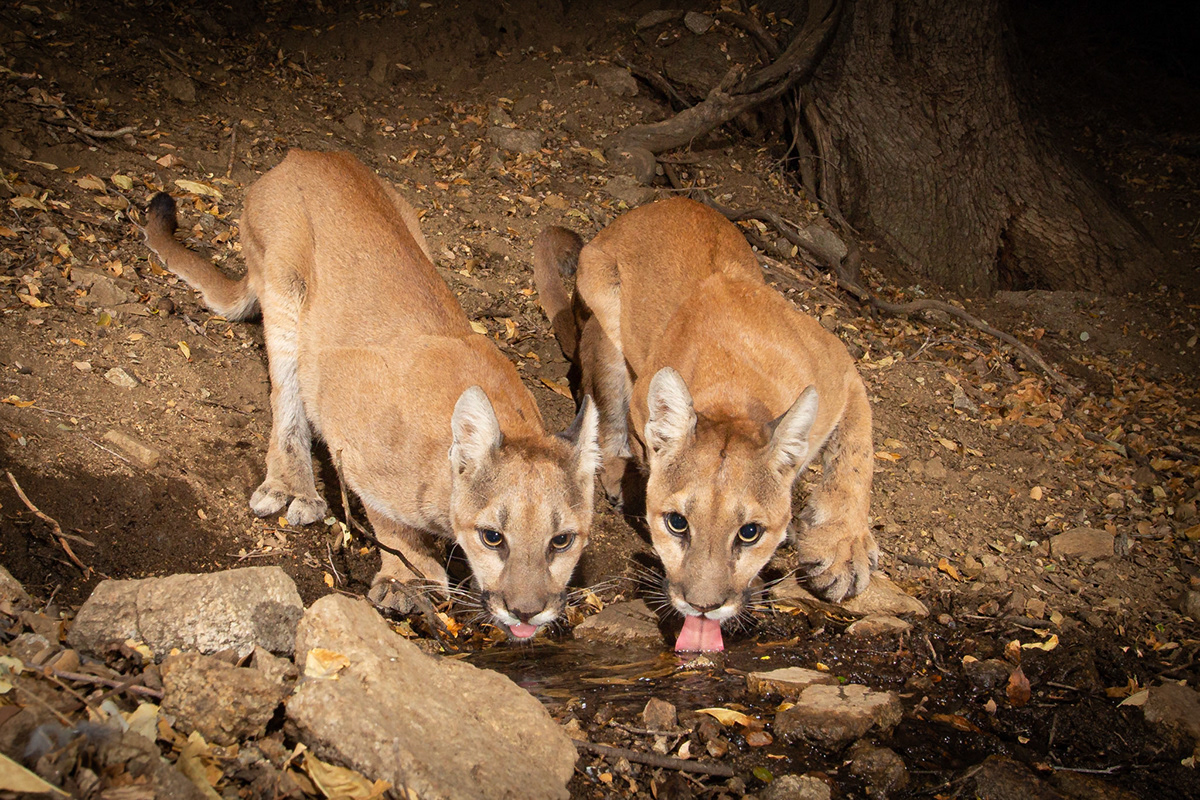 Roy Dunn Camera Trapping Mountain Lions