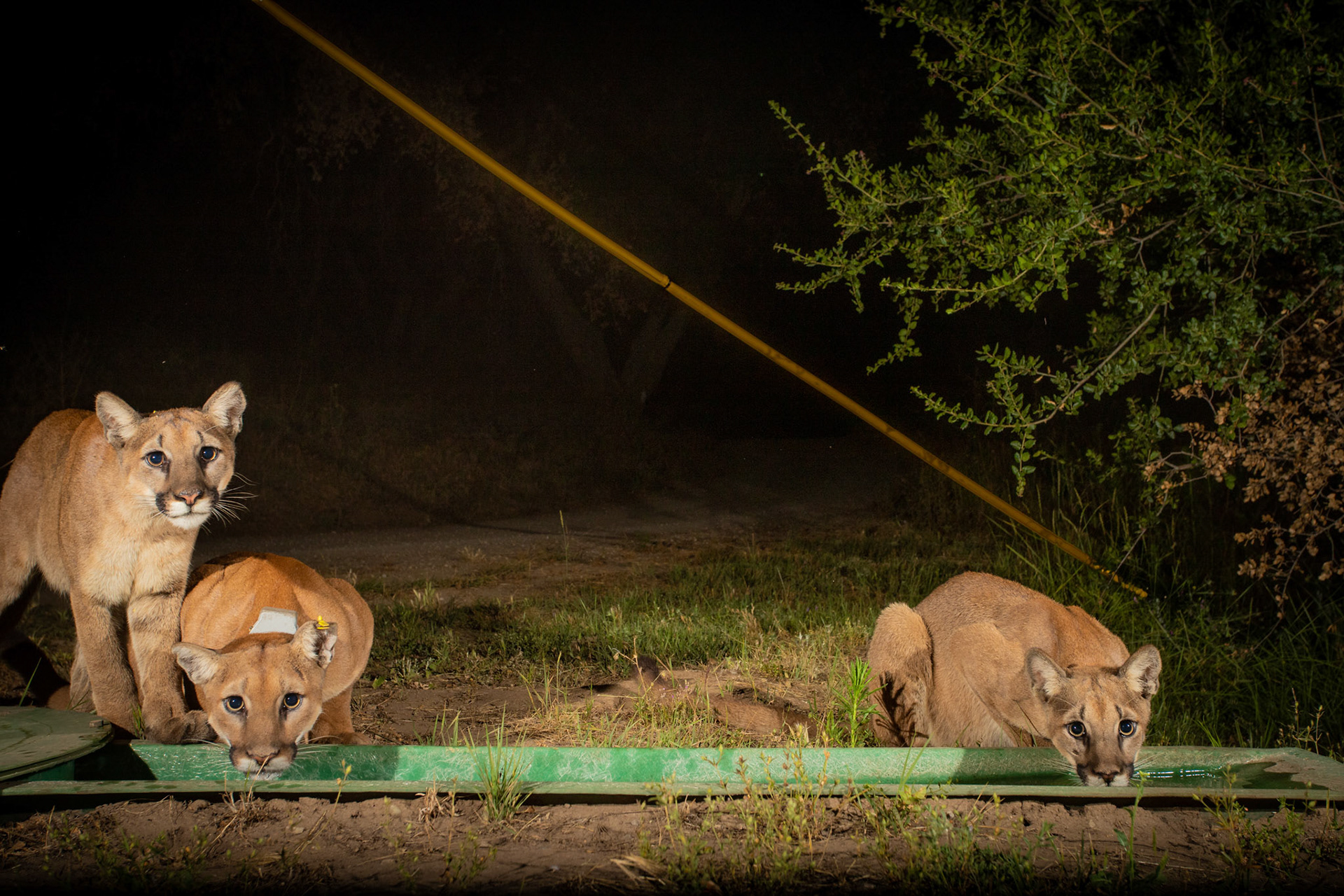 P62 (with radio collar) and her two offspring. Santa Susanna Field Laboratories, Chatsworth, CA.