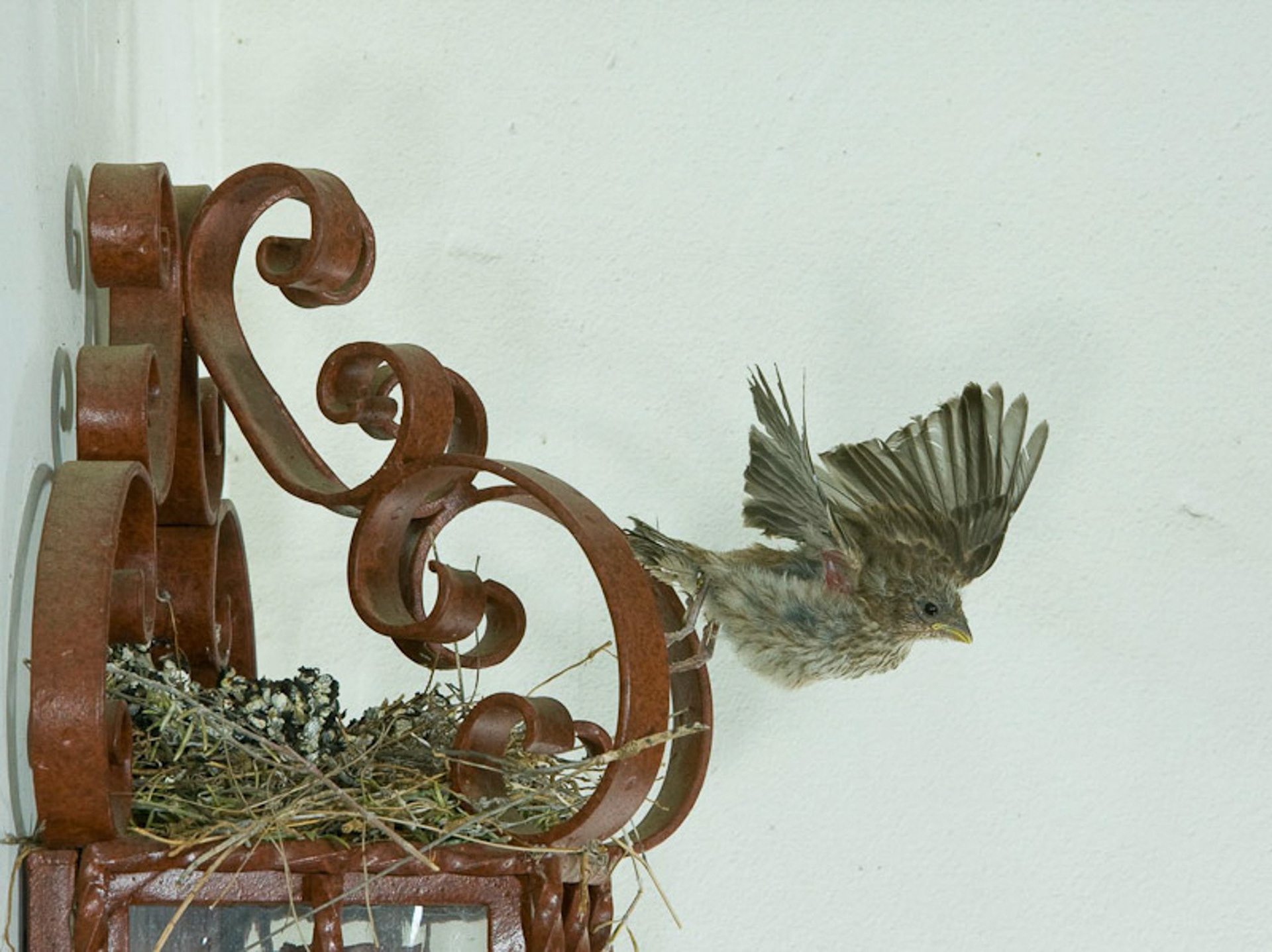 First flight - the last house finch chick leaves the nest