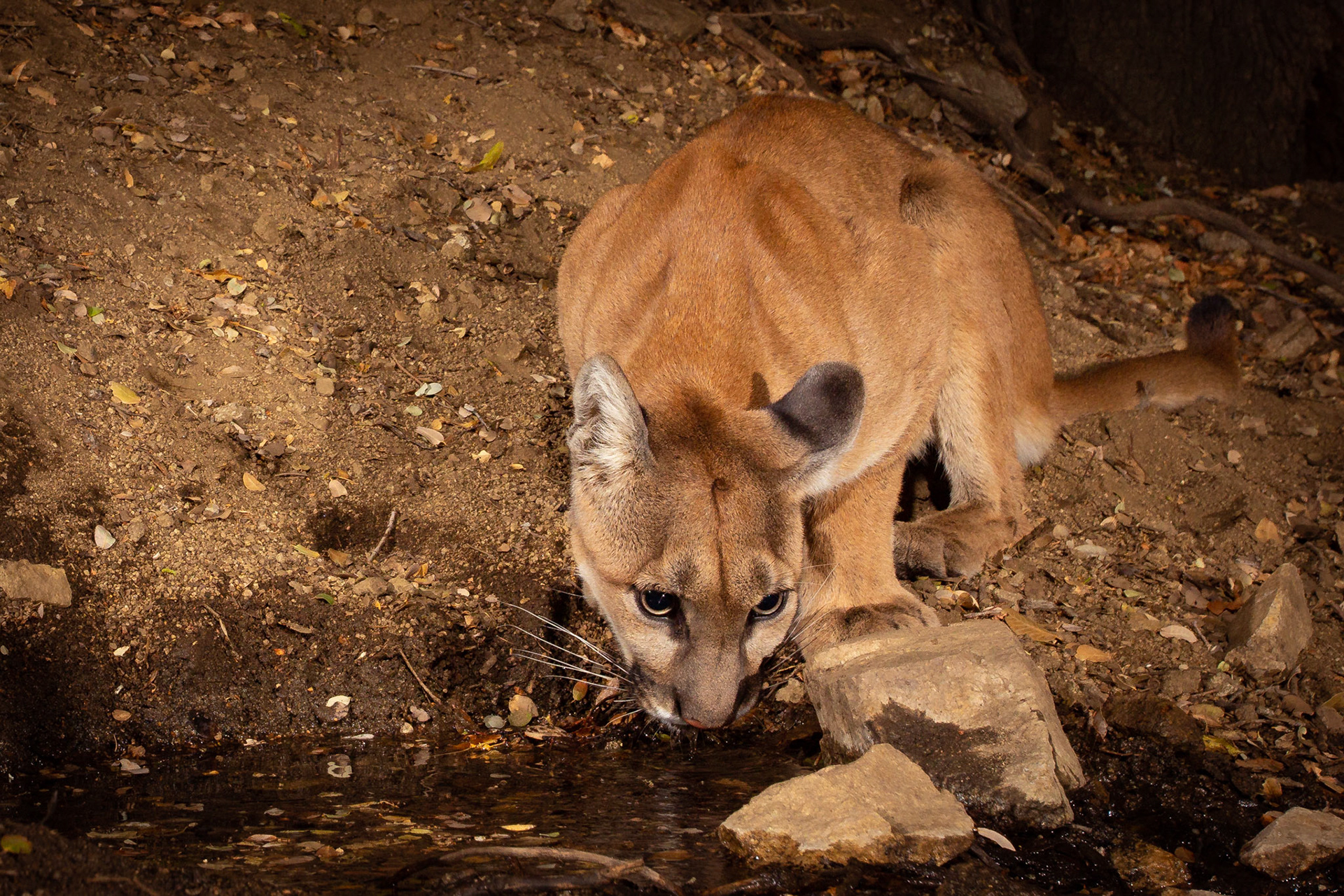 The gorgeous condition of this juvenile mountain lion is demonstrated by its beautiful fur.