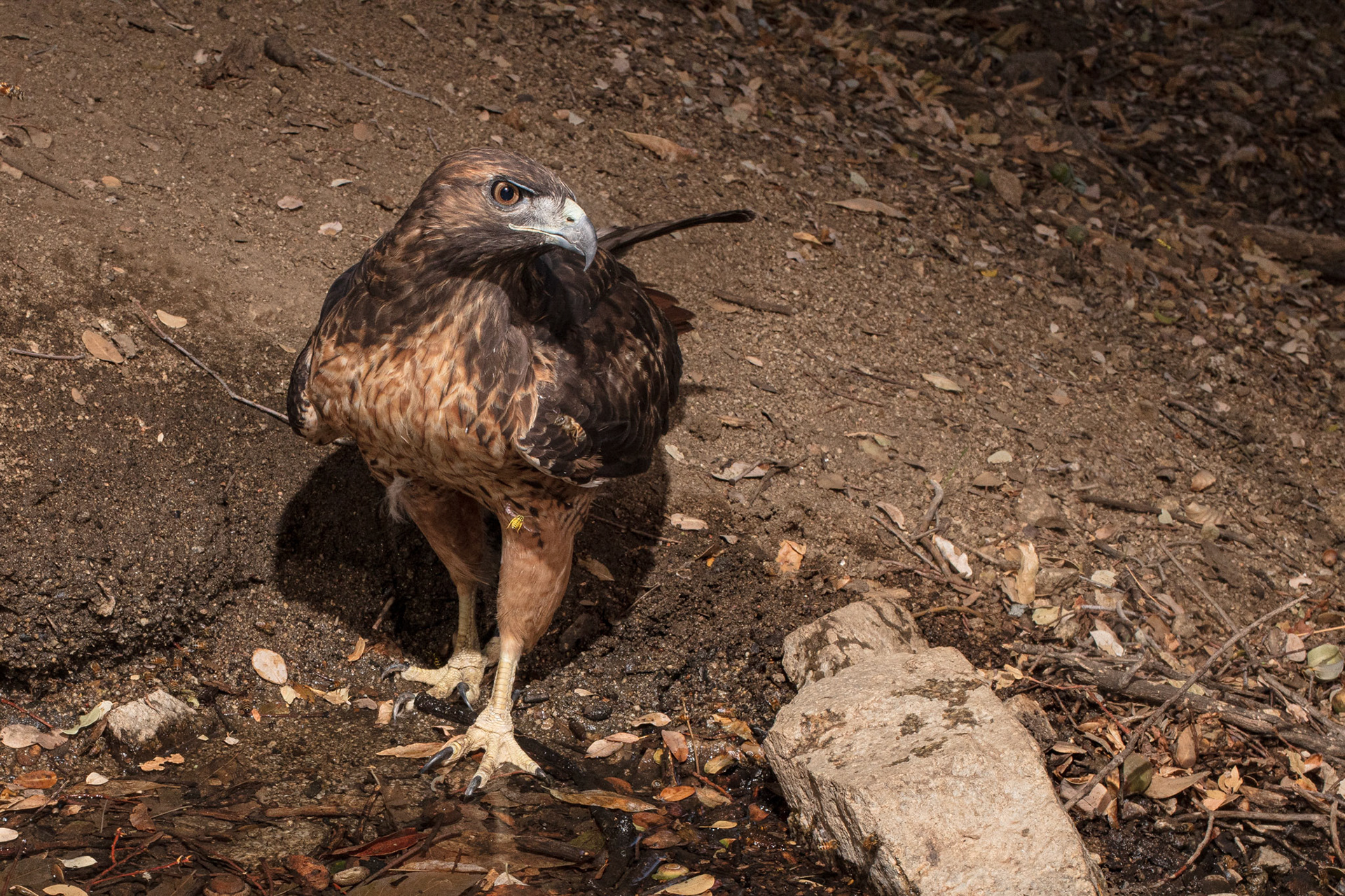 Red Tailed Hawk and Wasp - Antelope Valley, CA