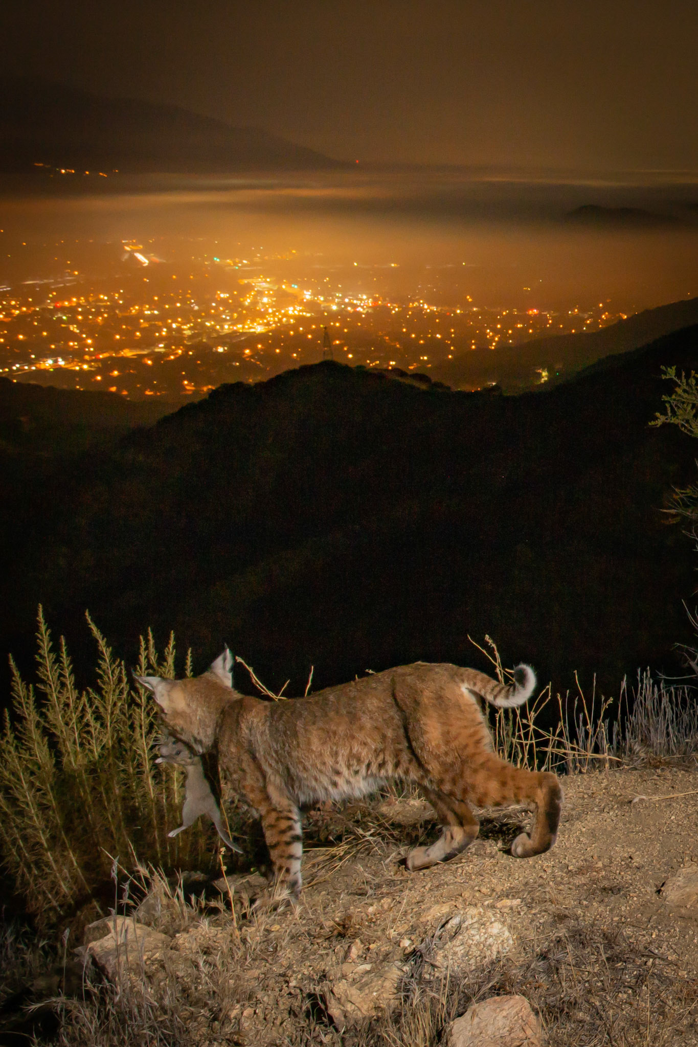 Female bobcat with woodrat prey heading down a mountain toward Los Angeles. Glendale, CA.