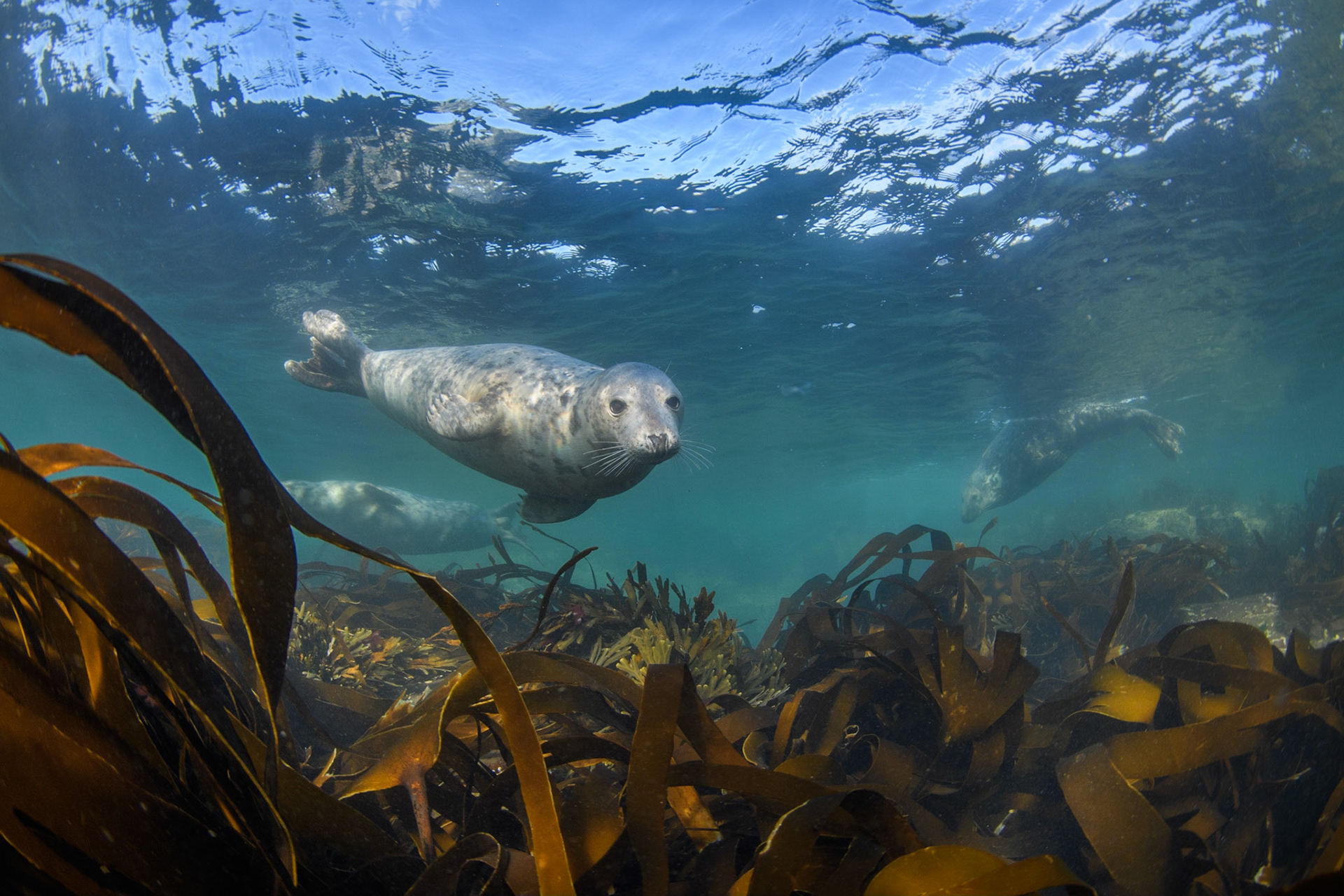 Grey seals, Farne Islands, UK