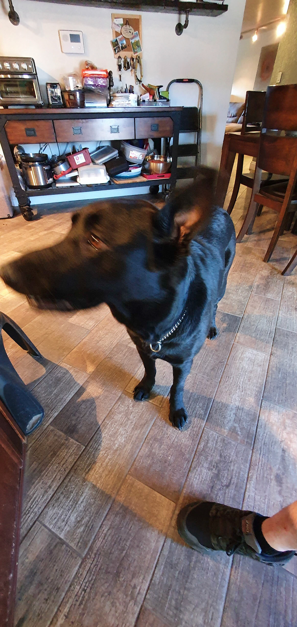 Hercules can't hold still.