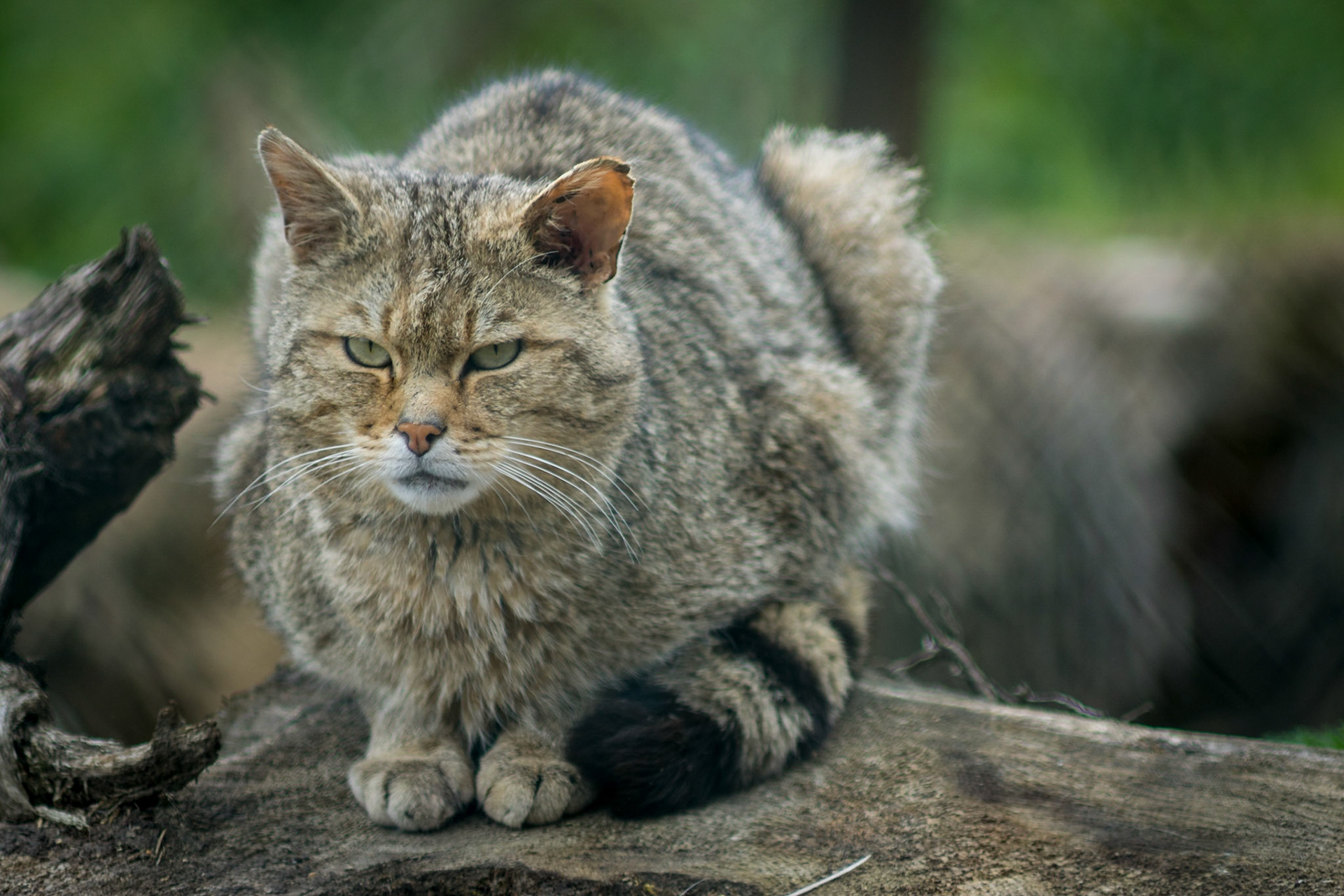 Sony ILCA-77M2 | 70-210mm F4 @ ISO 160 | 210 mm | f/4 | 1/400 s