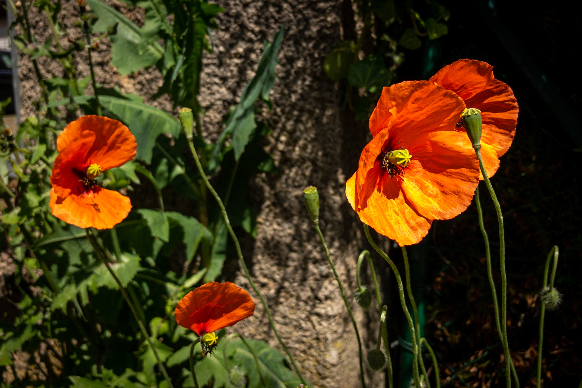 Mohn an der Schildwache