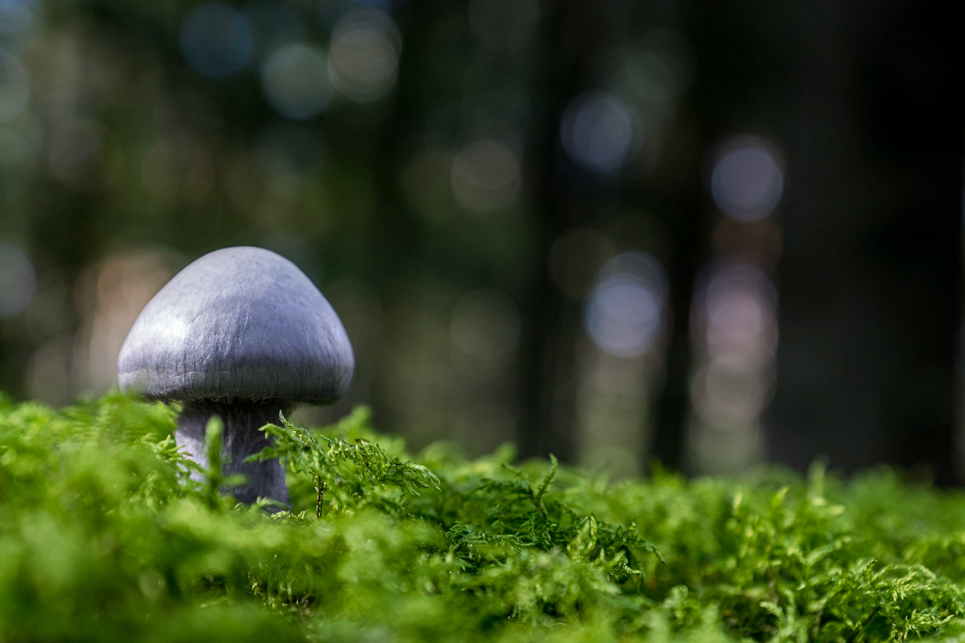 Silberner Pilz