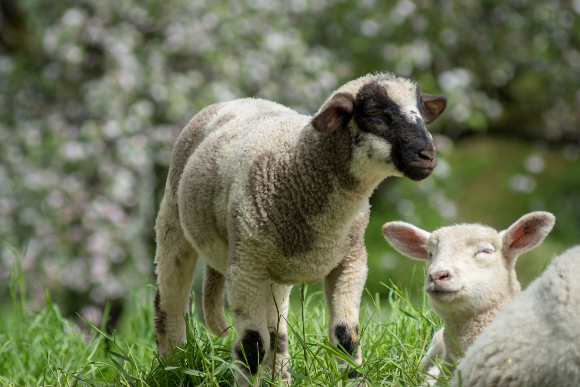 Sony ILCA-77M2 | 70-210mm F4 @ ISO 125 | 210 mm | f/5 | 1/400 s