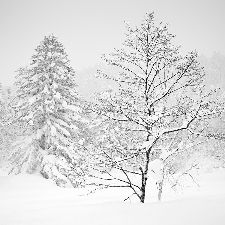 冬の旭岳温泉の森