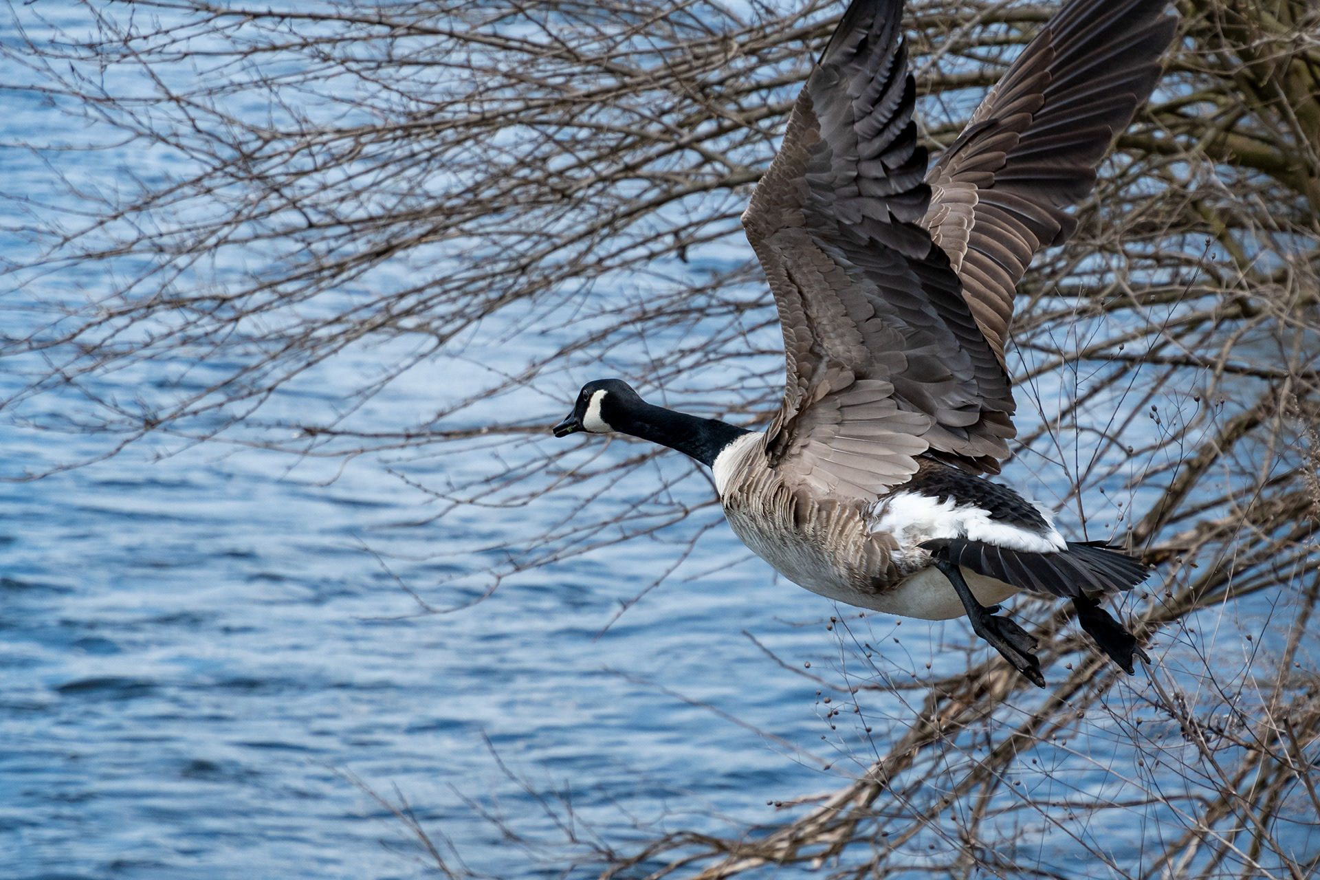 Canadian Goose