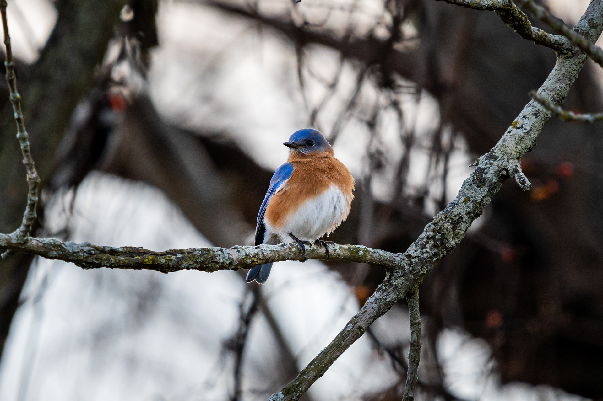 Male Eastern Bluebird
