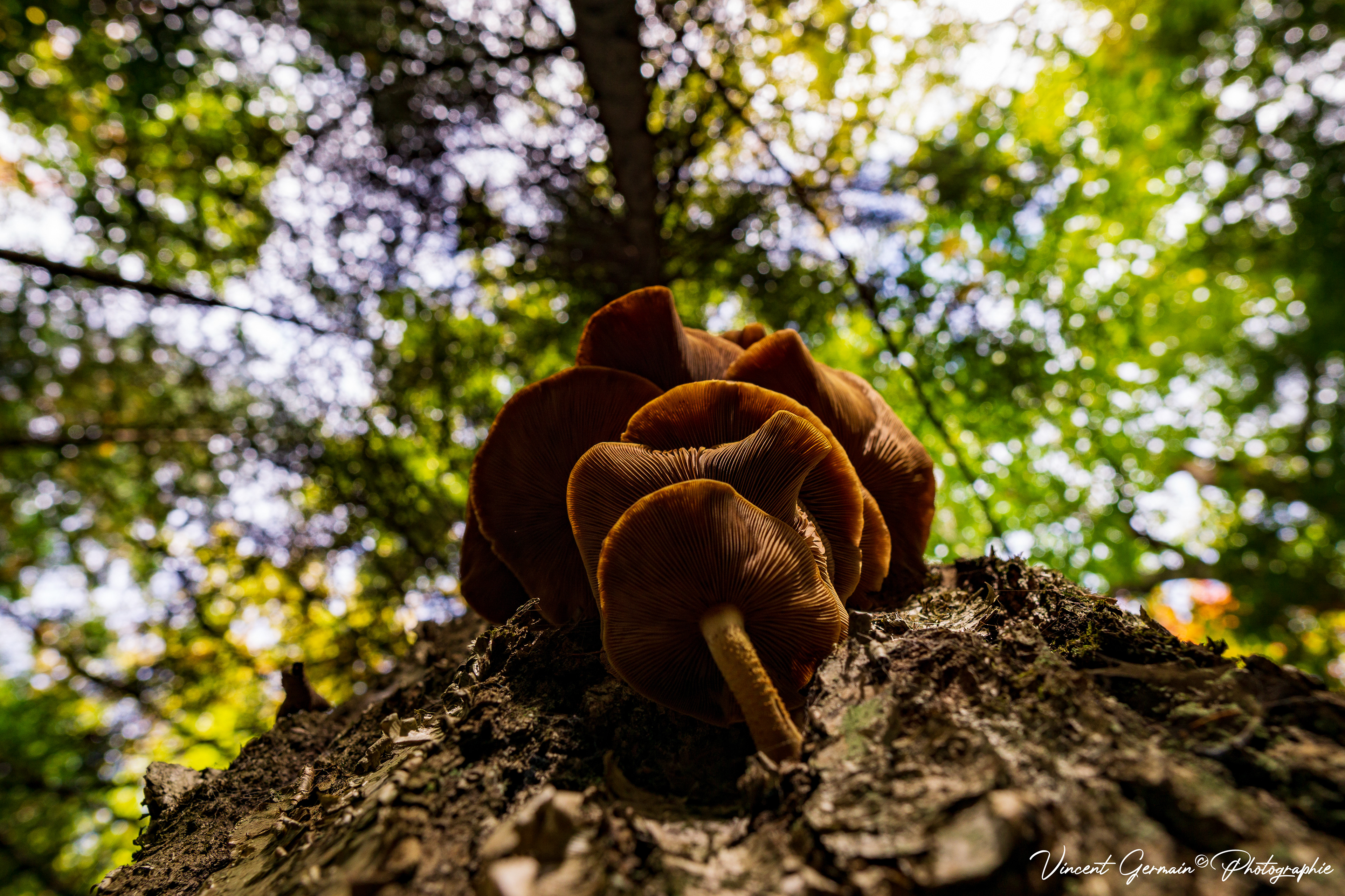 Sentier - Montagne de la Tour (Champignons Pleurotes)
