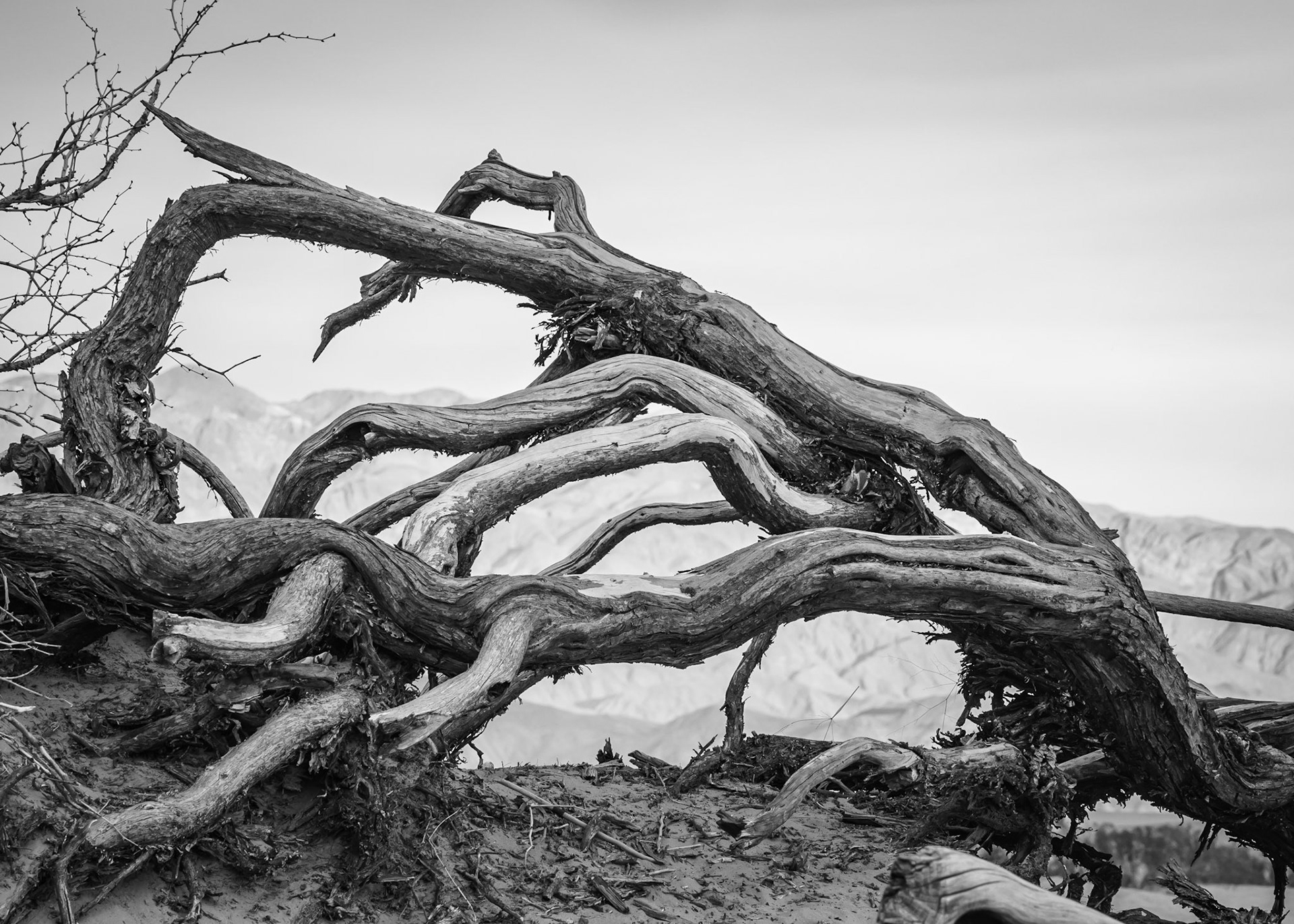 Dead Tree at Mesquite Flat