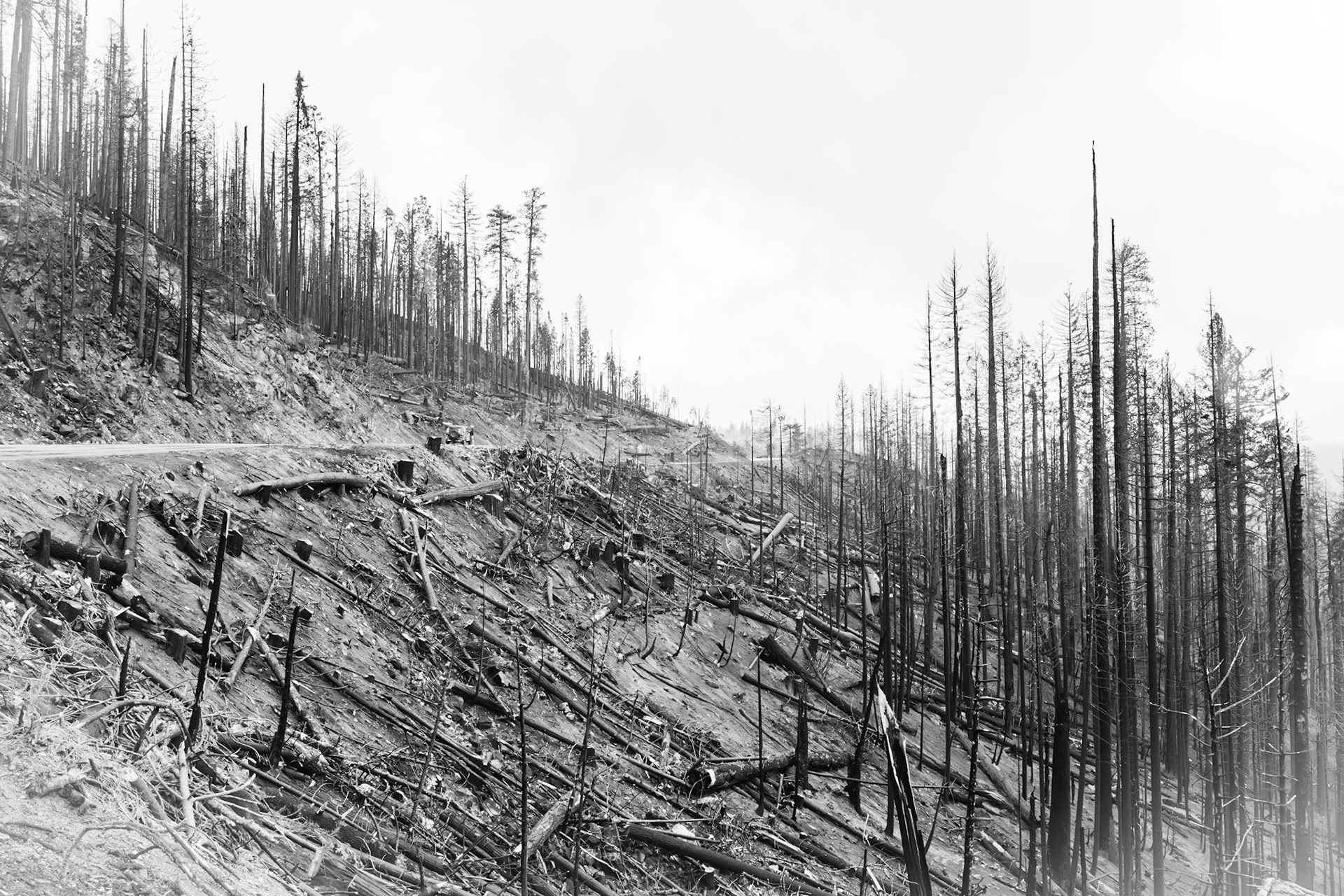 Burn area on route to Glacier Point